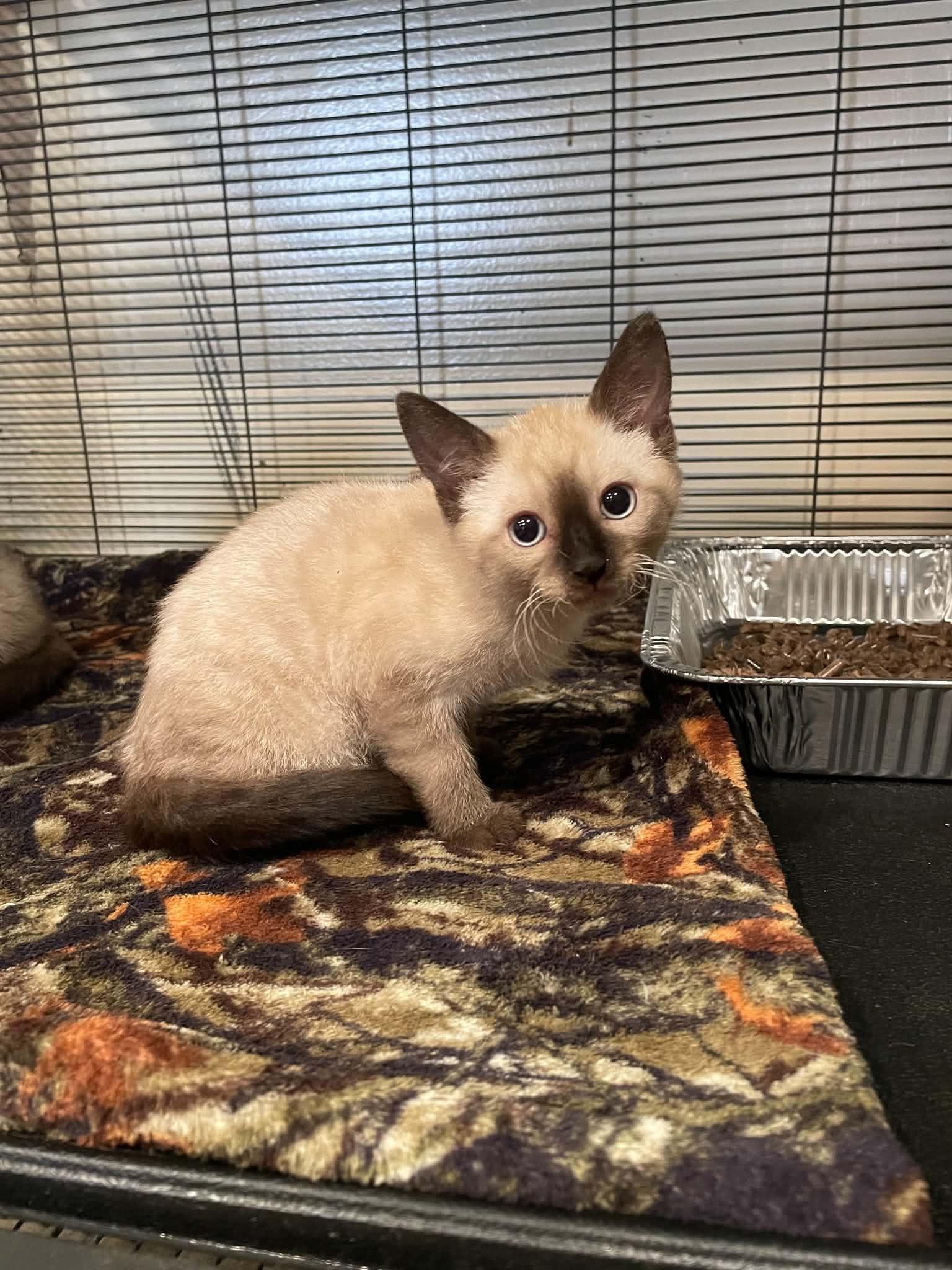 Yin, adopted, Young Male Siamese.