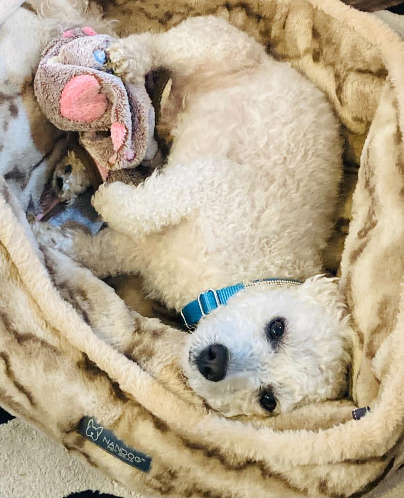 Chimi, Adoptable, Young Male Poodle.