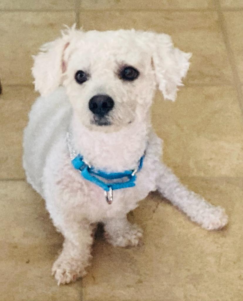 Enlarge Chimi, a Adoptable Poodle in West Bloomfield, MI image 2/4