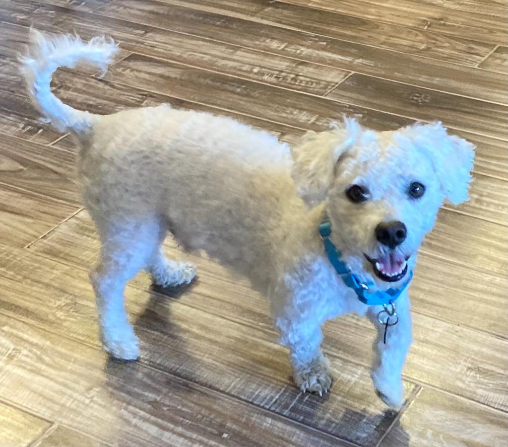 Enlarge Chimi, a Adoptable Poodle in West Bloomfield, MI image 3/4