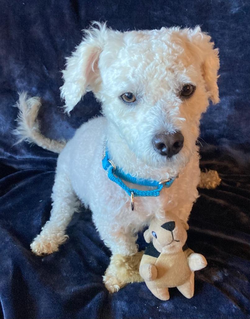 Enlarge Chimi, a Adoptable Poodle in West Bloomfield, MI image 4/4