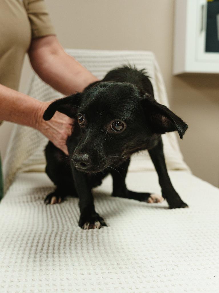 Enlarge Scrump, a Adoptable mixed breed in Mocksville, NC image 2/3