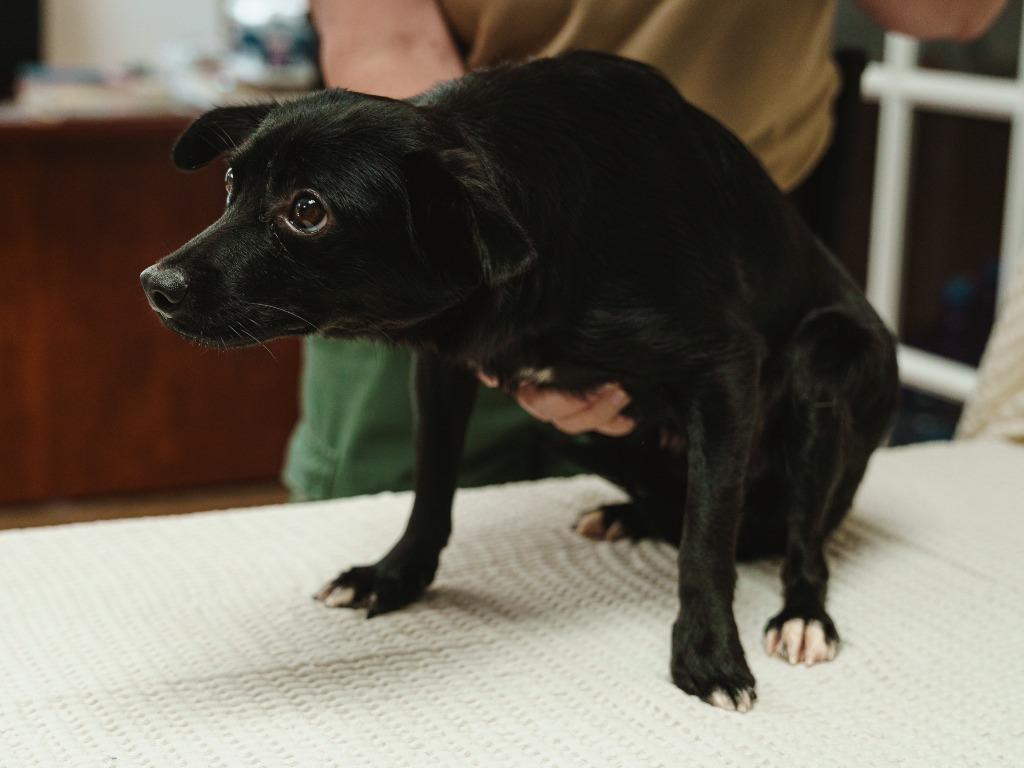 Enlarge Scrump, a Adoptable mixed breed in Mocksville, NC image 3/3