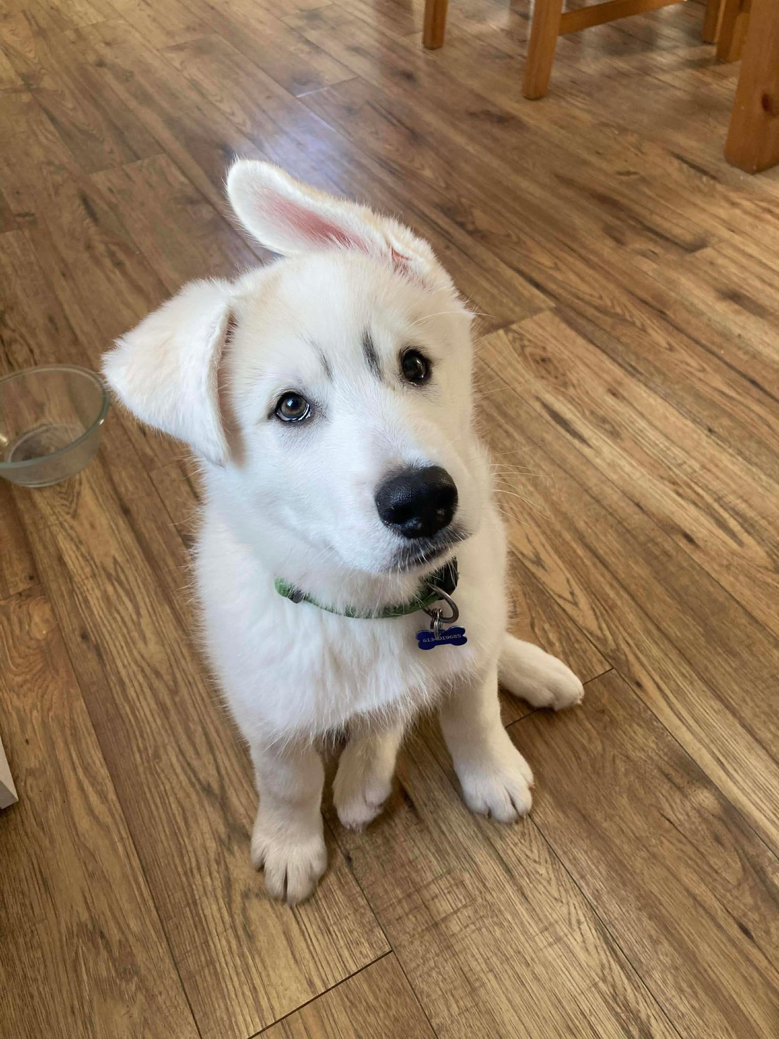 Niko 25-216, ADOPTABLE, Young Male Siberian Husky & Alaskan Malamute.