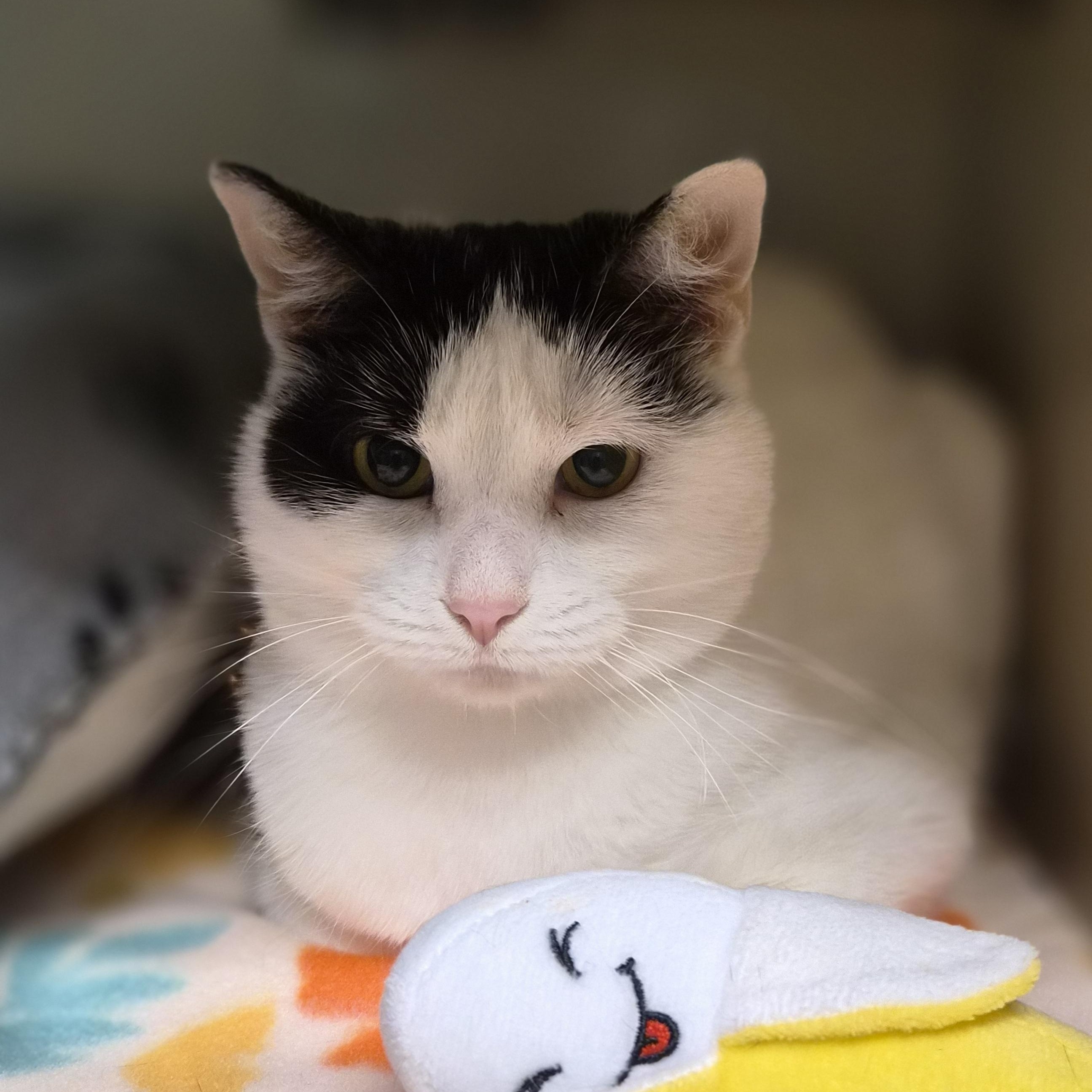 Lady Bella, Adoptable, Adult Female Domestic Short Hair.