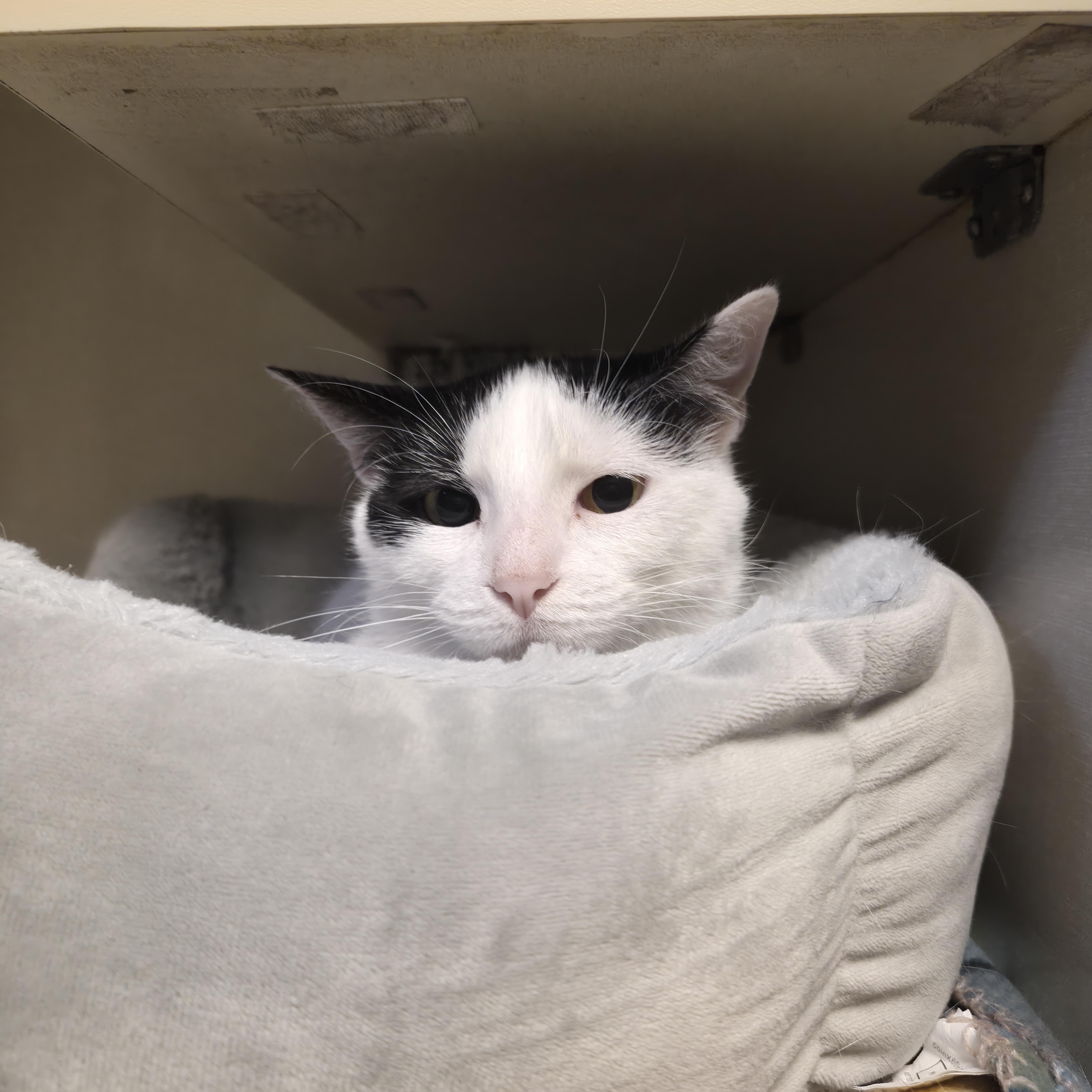 Enlarge Lady Bella, a Adoptable Domestic Short Hair in Cornelius, NC image 1/4