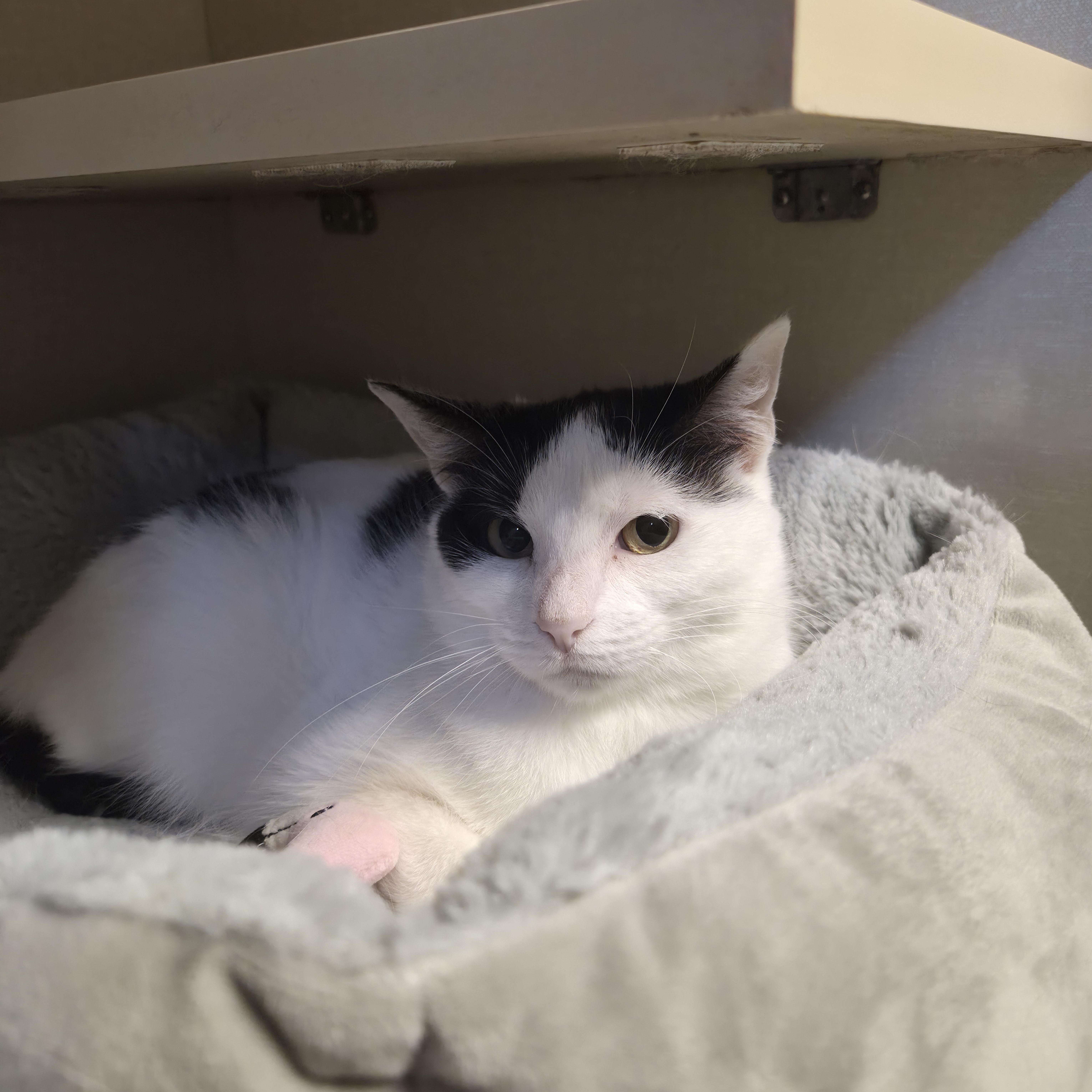 Enlarge Lady Bella, a Adoptable Domestic Short Hair in Cornelius, NC image 2/4