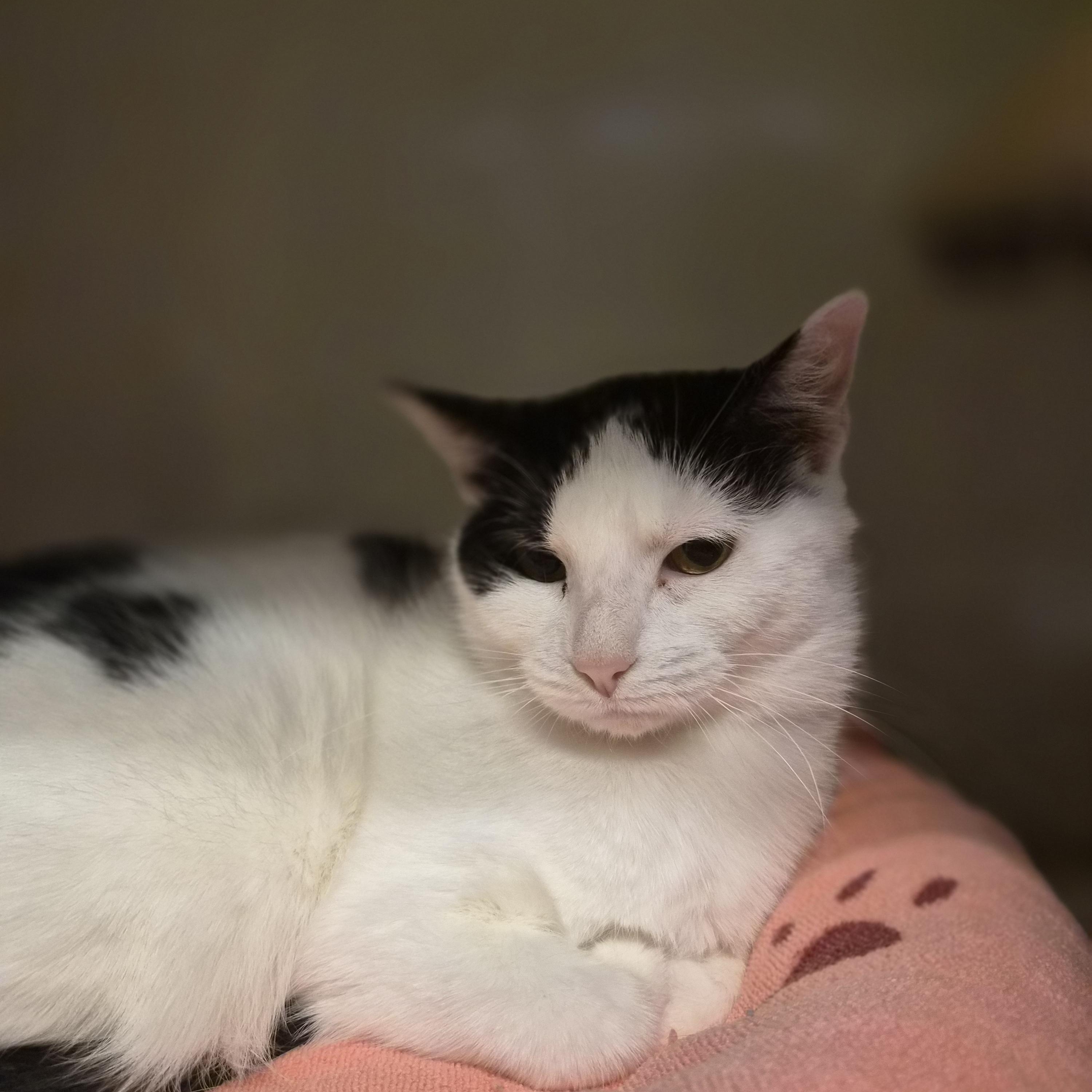 Enlarge Lady Bella, a Adoptable Domestic Short Hair in Cornelius, NC image 3/4