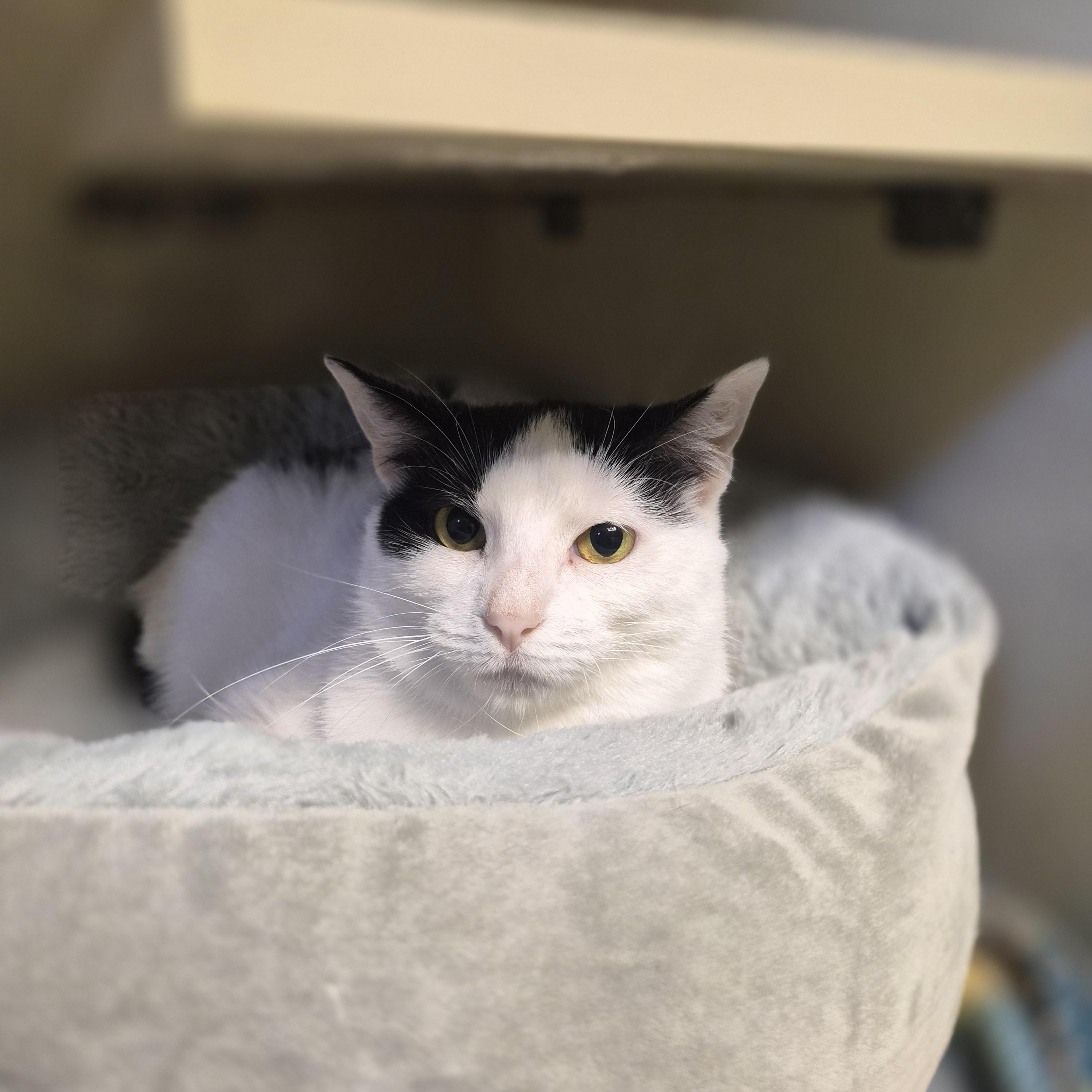 Enlarge Lady Bella, a Adoptable Domestic Short Hair in Cornelius, NC image 4/4