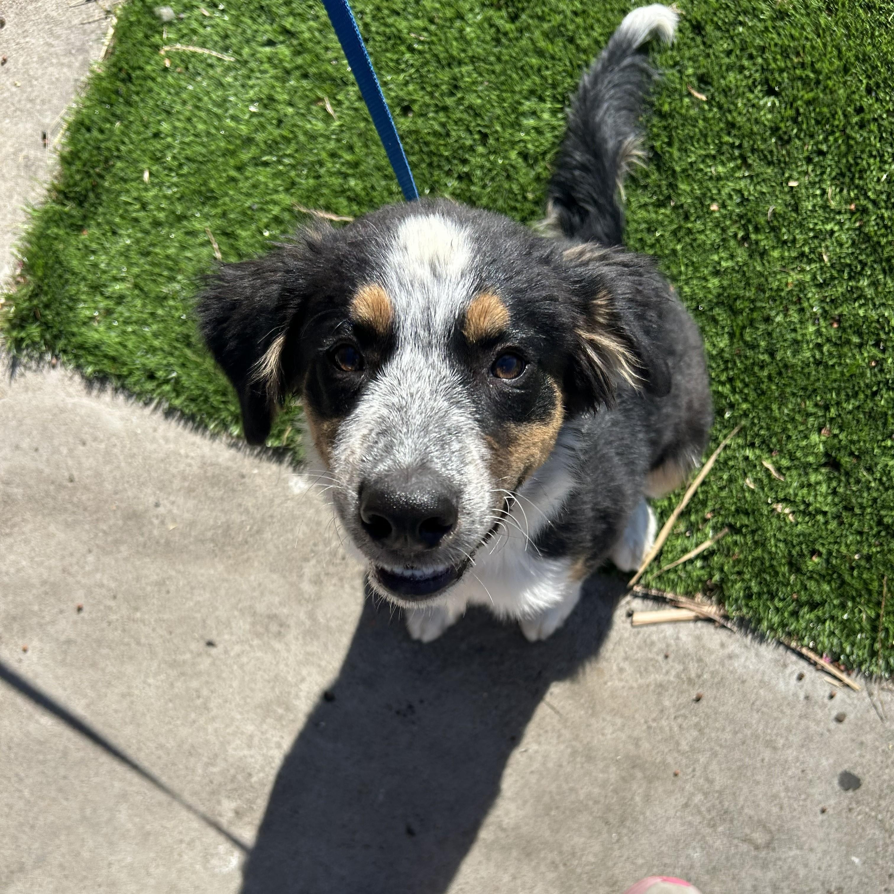 Enlarge Lola, a Adoptable mixed breed in Brentwood, CA image 3/4