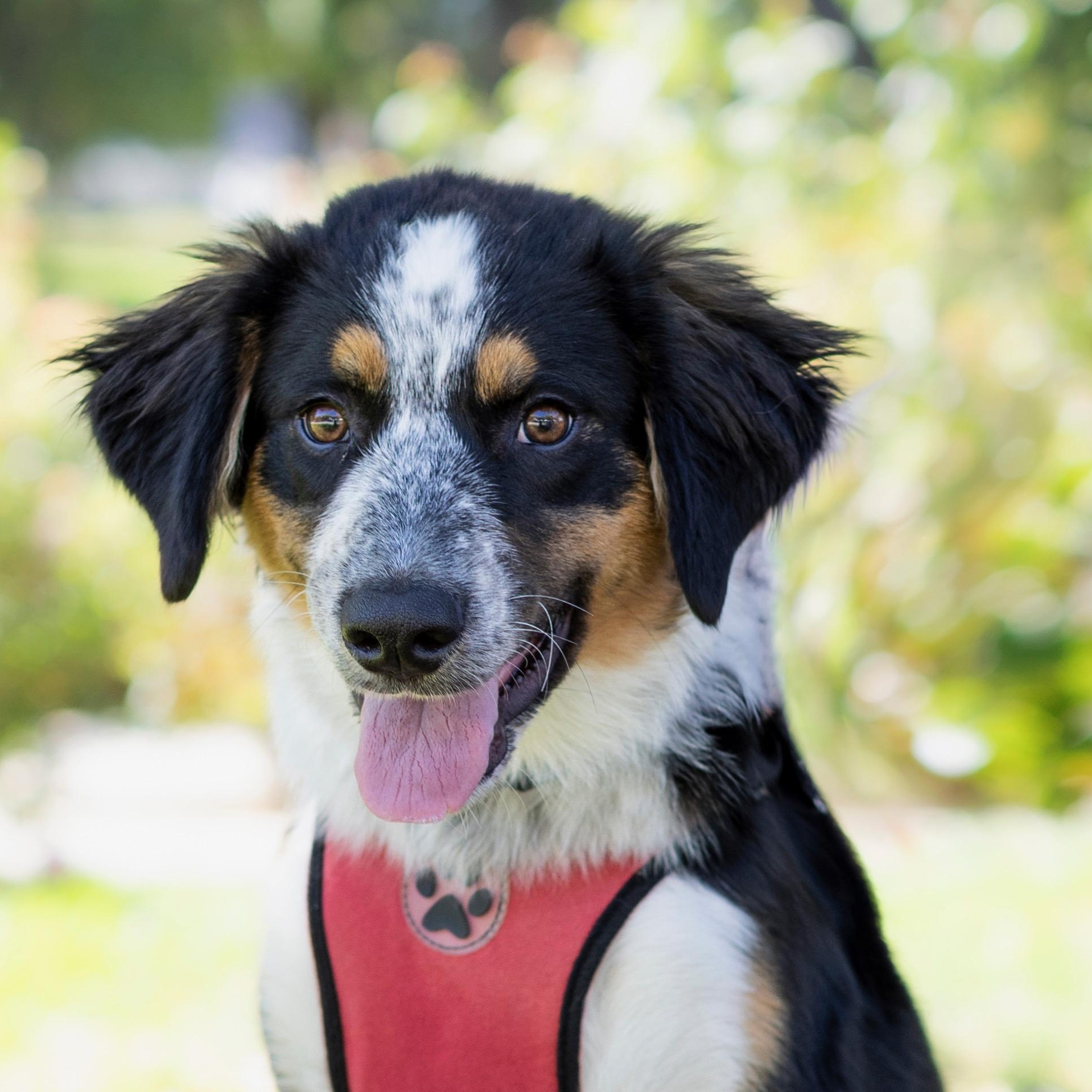 Enlarge Lola, a Adoptable mixed breed in Brentwood, CA image 1/4