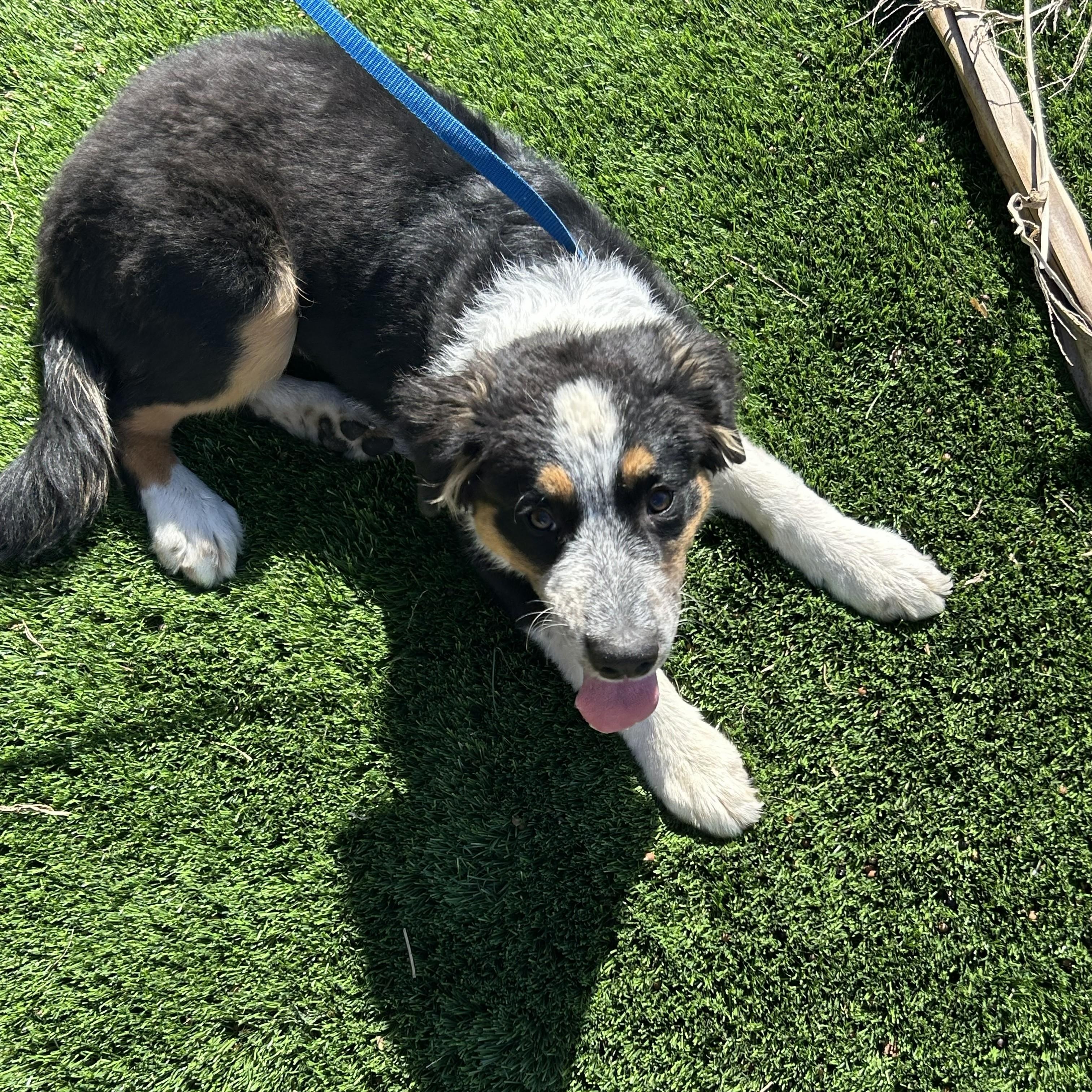 Enlarge Lola, a Adoptable mixed breed in Brentwood, CA image 4/4