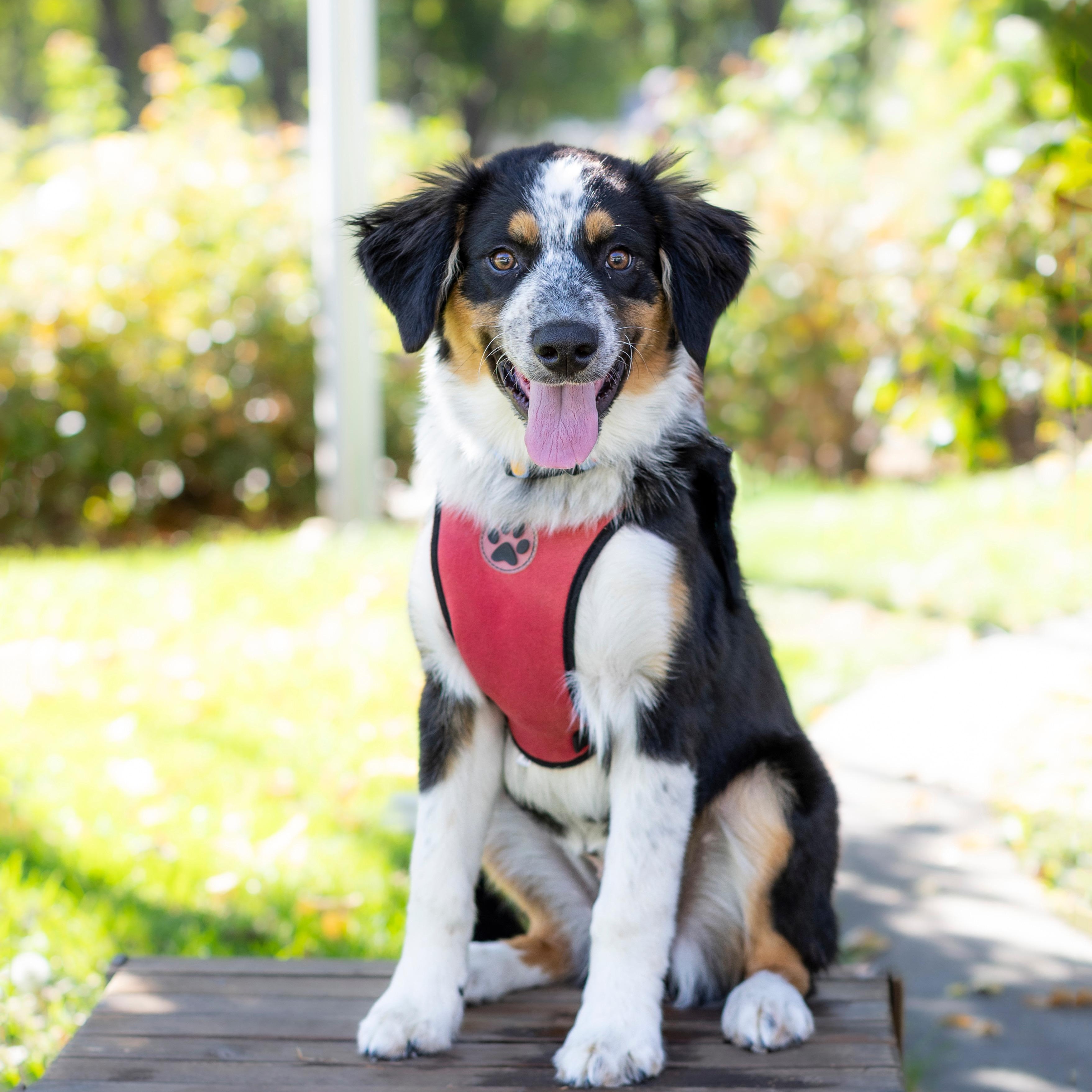Enlarge Lola, a Adoptable mixed breed in Brentwood, CA image 2/4