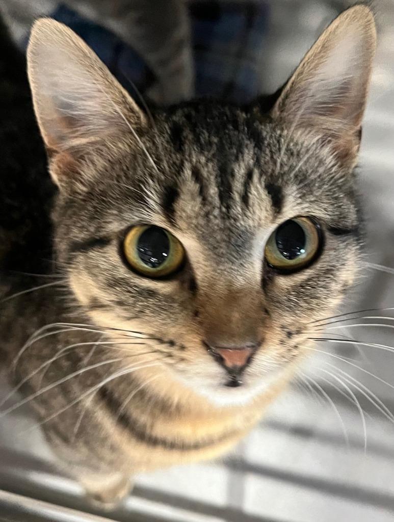 Enlarge Sweety, a ADOPTABLE Domestic Short Hair in Webster City, IA image 1/1