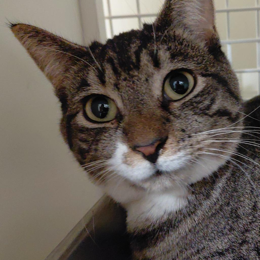 Enlarge Dhaka, a Adoptable Domestic Short Hair in St. Paul, MN image 1/1