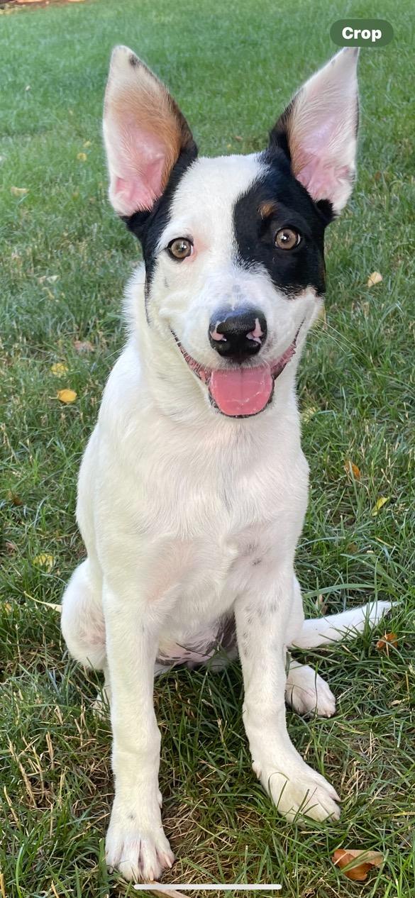 Enlarge Chloe Lane, a ADOPTABLE Australian Cattle Dog / Blue Heeler in Lincoln University, PA image 1/2