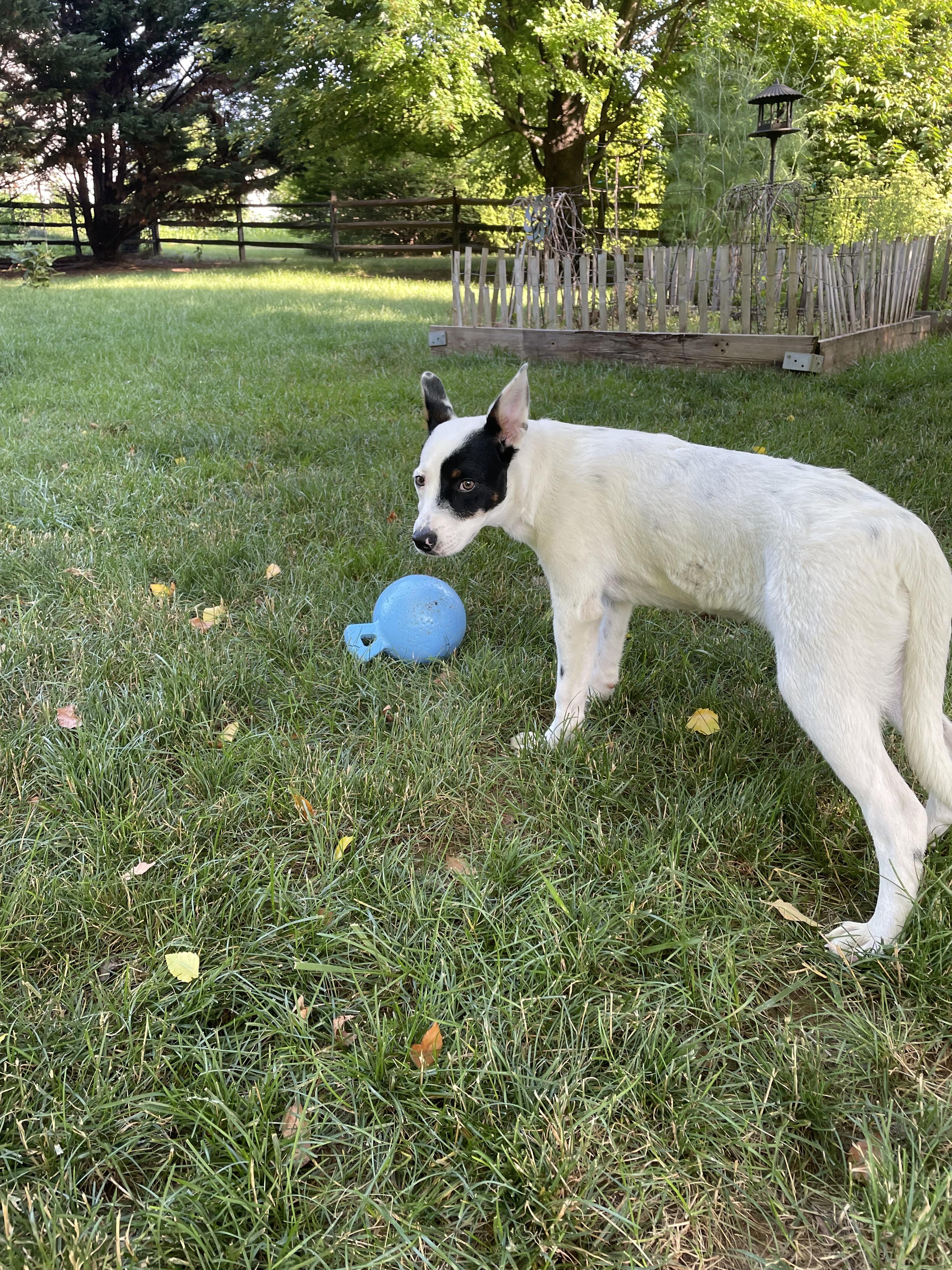 Enlarge Chloe Lane, a ADOPTABLE Australian Cattle Dog / Blue Heeler in Lincoln University, PA image 2/2