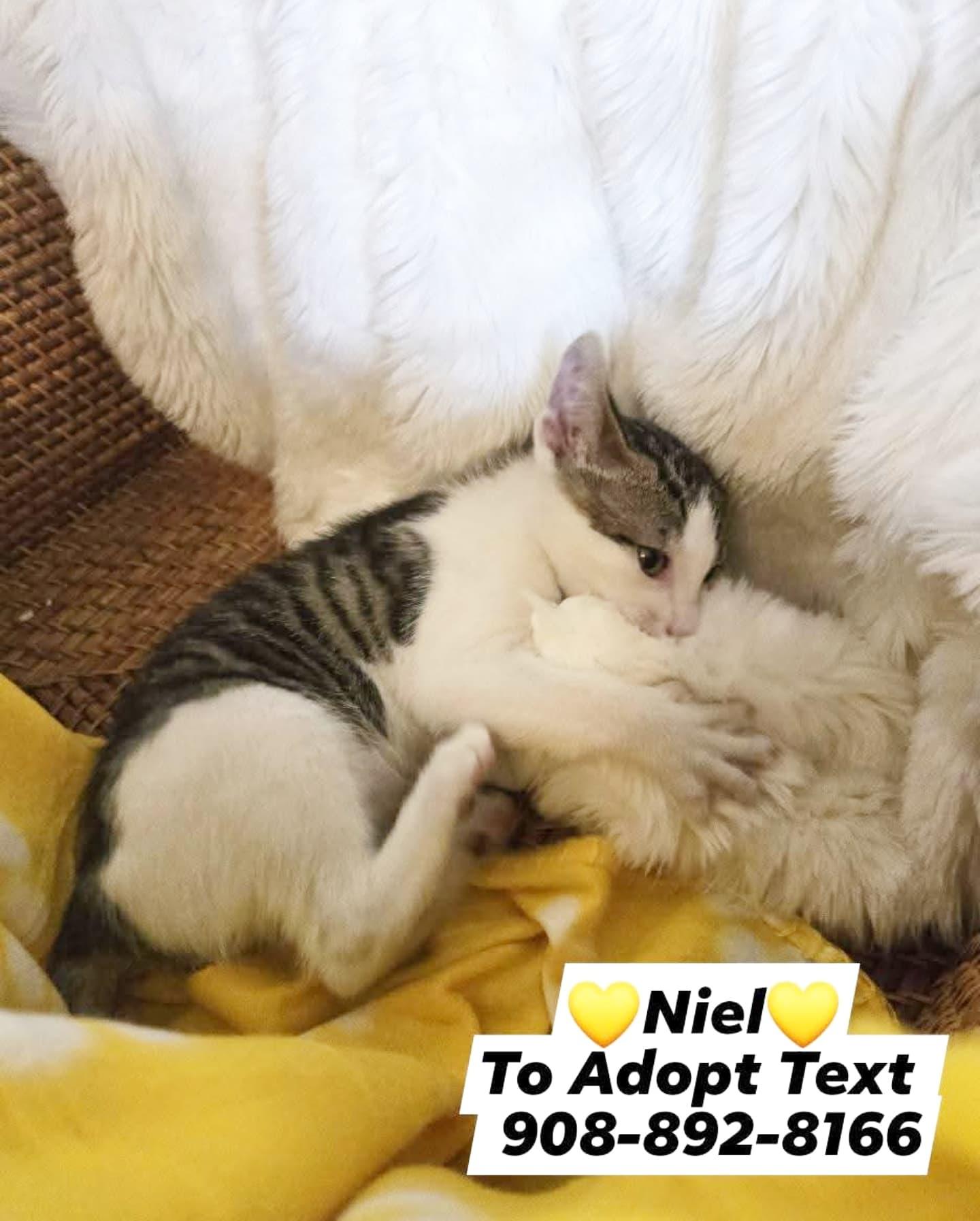 Enlarge NIEL, a Adopted mixed breed in Bridgewater, NJ image 3/6