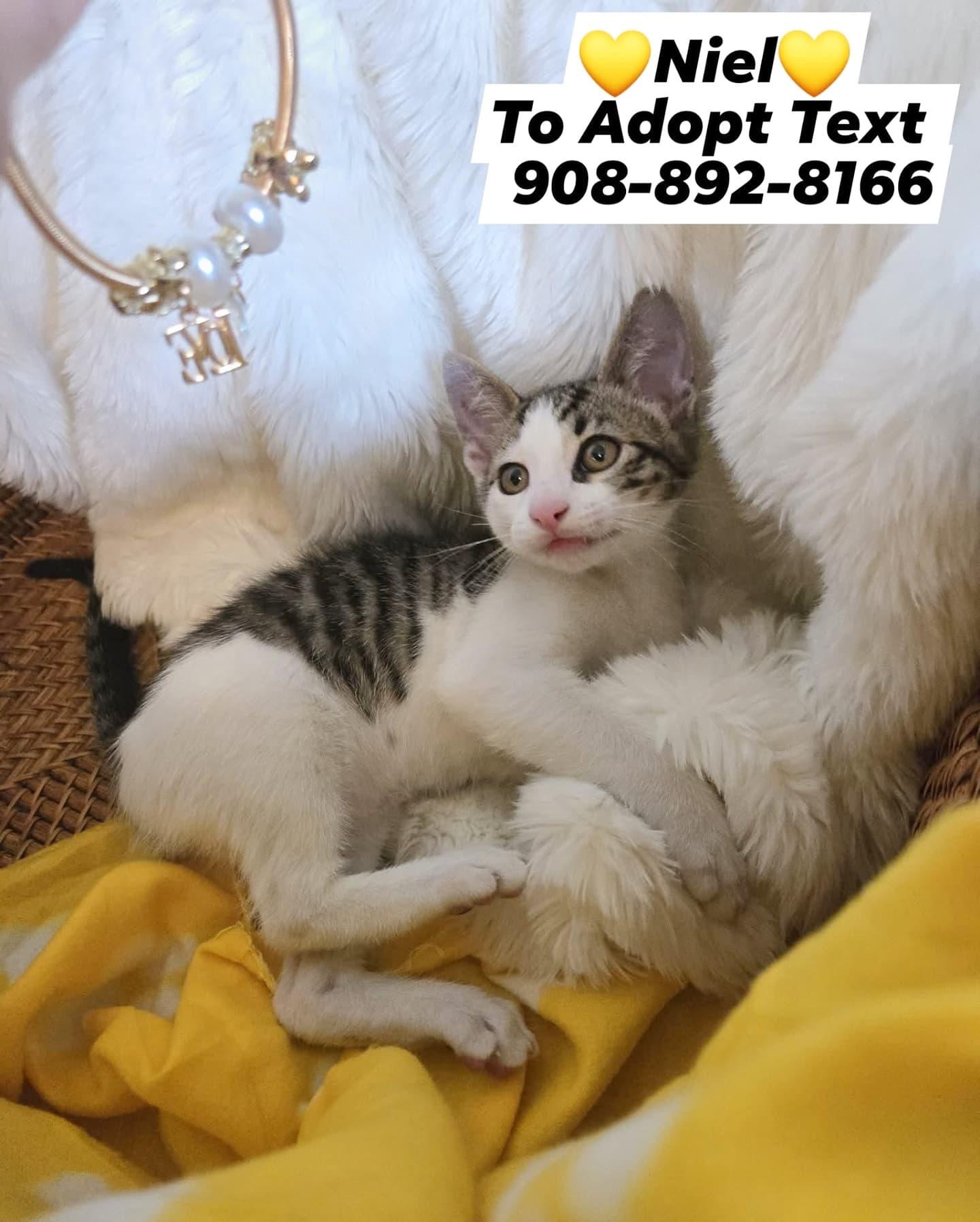 NIEL, Adopted, Kitten Male Domestic Short Hair.