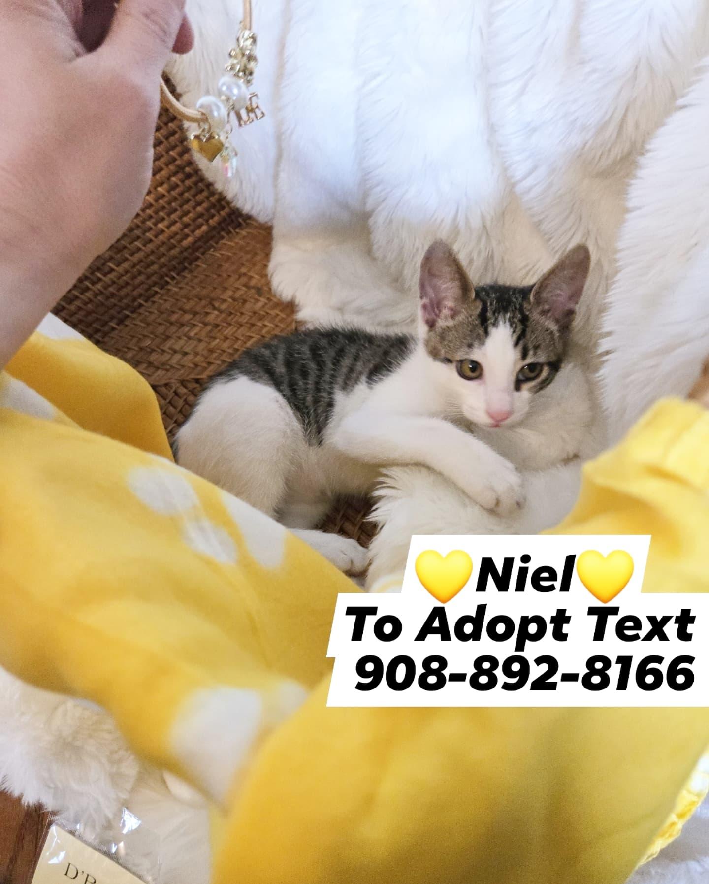 Enlarge NIEL, a Adopted mixed breed in Bridgewater, NJ image 2/6