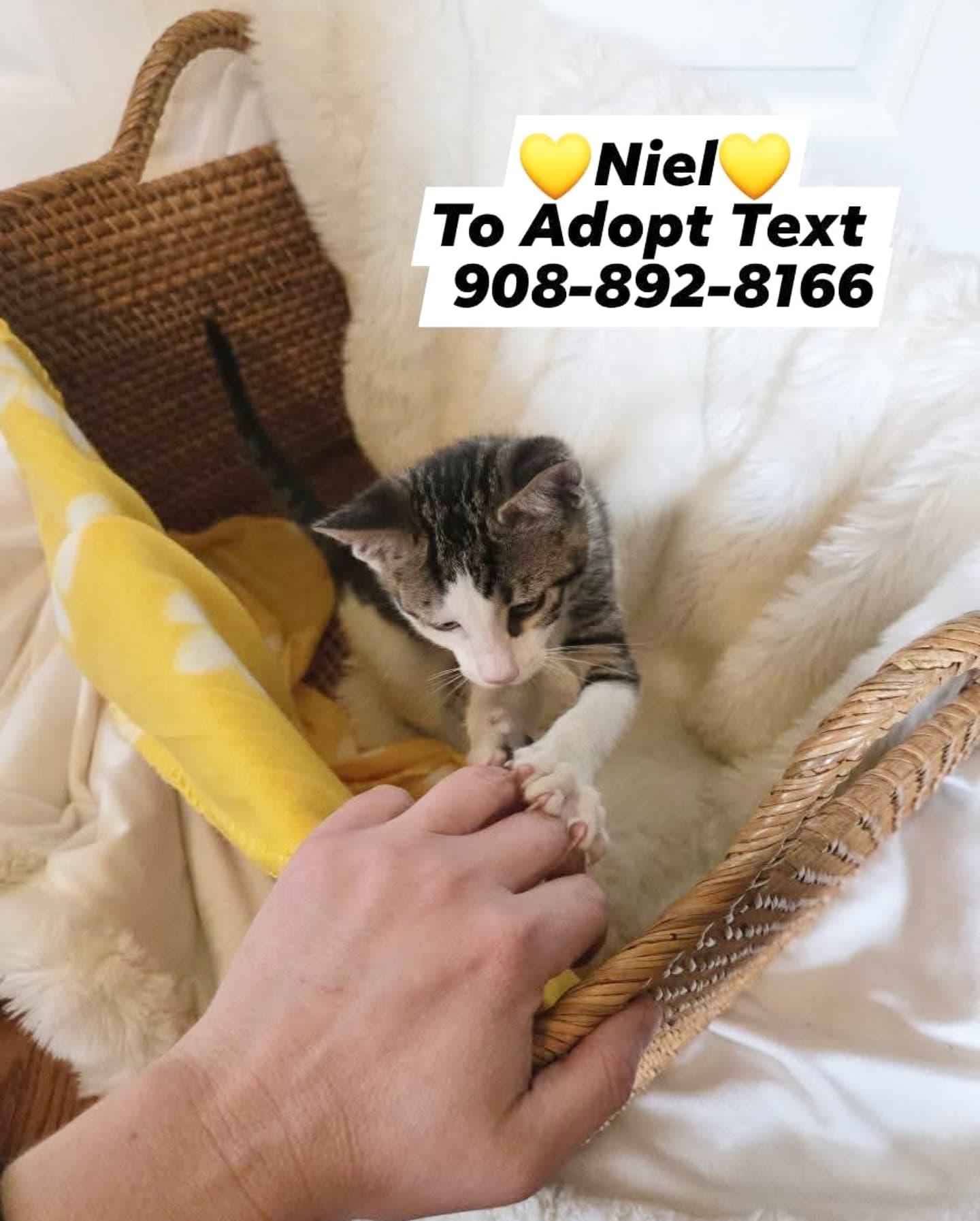 Enlarge NIEL, a Adopted mixed breed in Bridgewater, NJ image 4/6