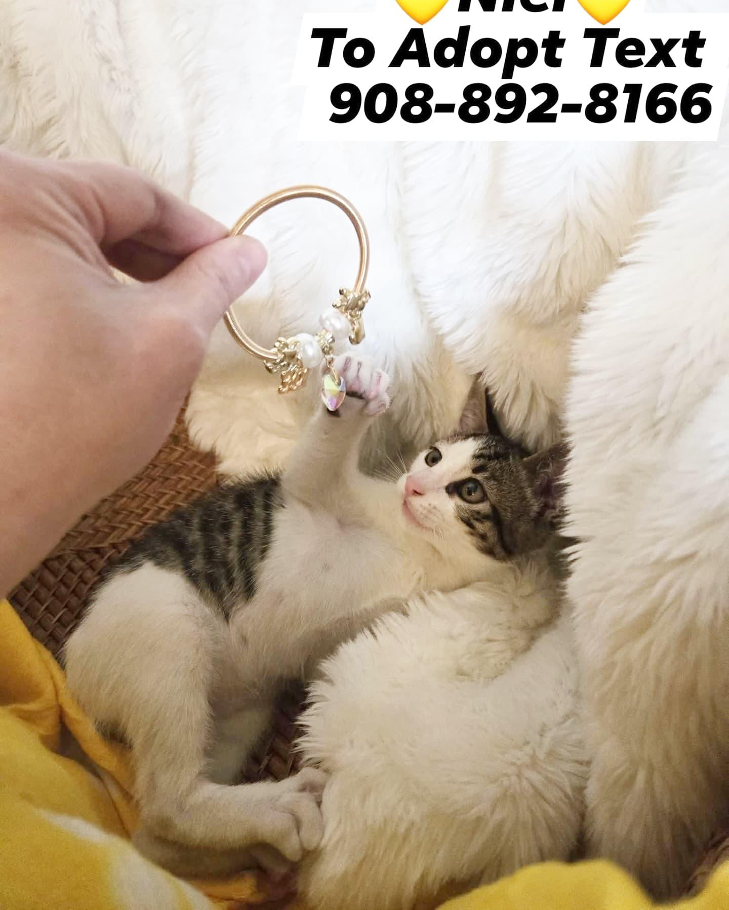 Enlarge NIEL, a Adopted mixed breed in Bridgewater, NJ image 6/6