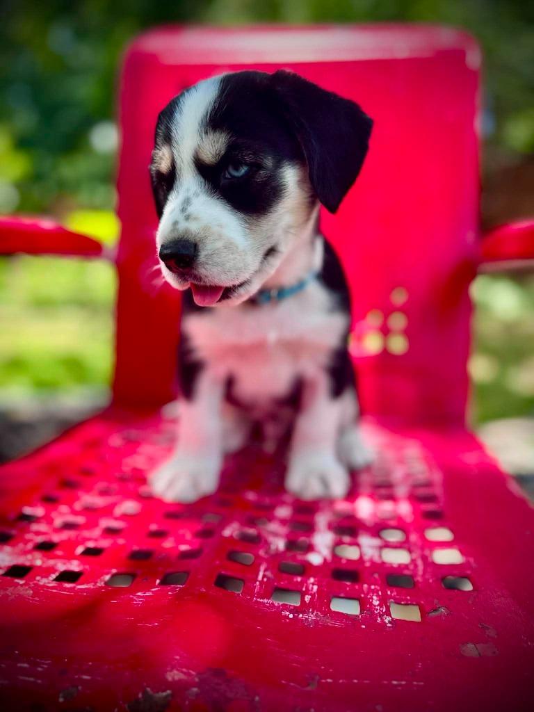 Barton, Adoptable, Puppy Male Cocker Spaniel.