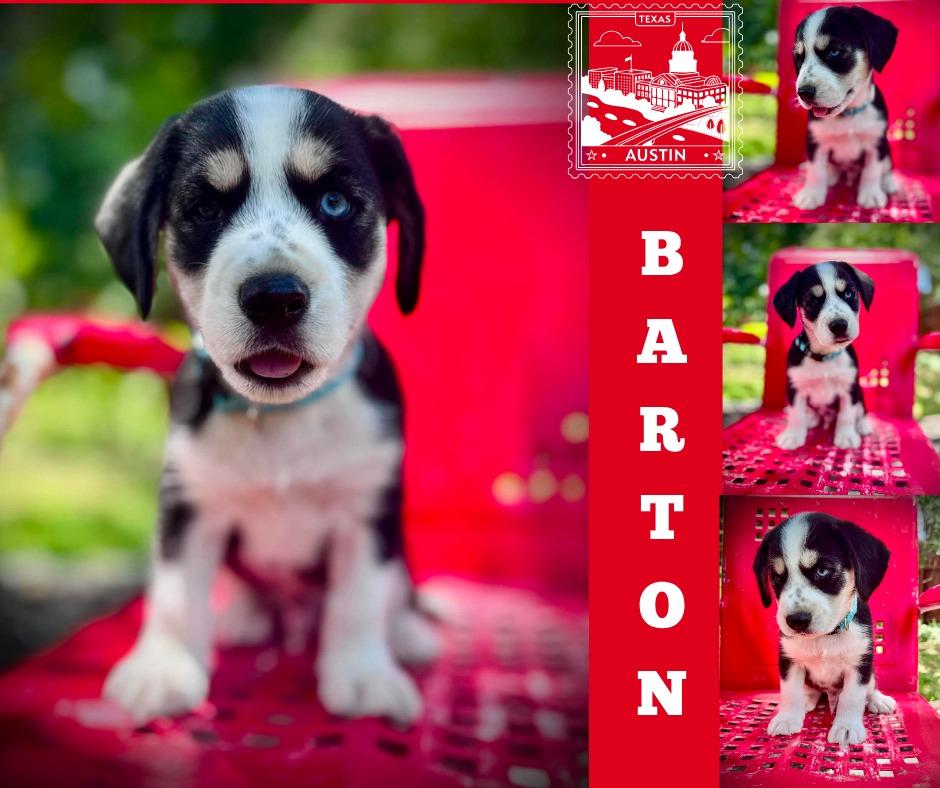 Barton, a Adoptable Cocker Spaniel in Austin, TX image 2/5