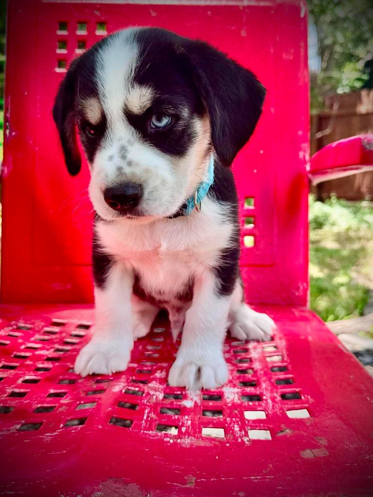 Barton, a Adoptable Cocker Spaniel in Austin, TX image 3/5
