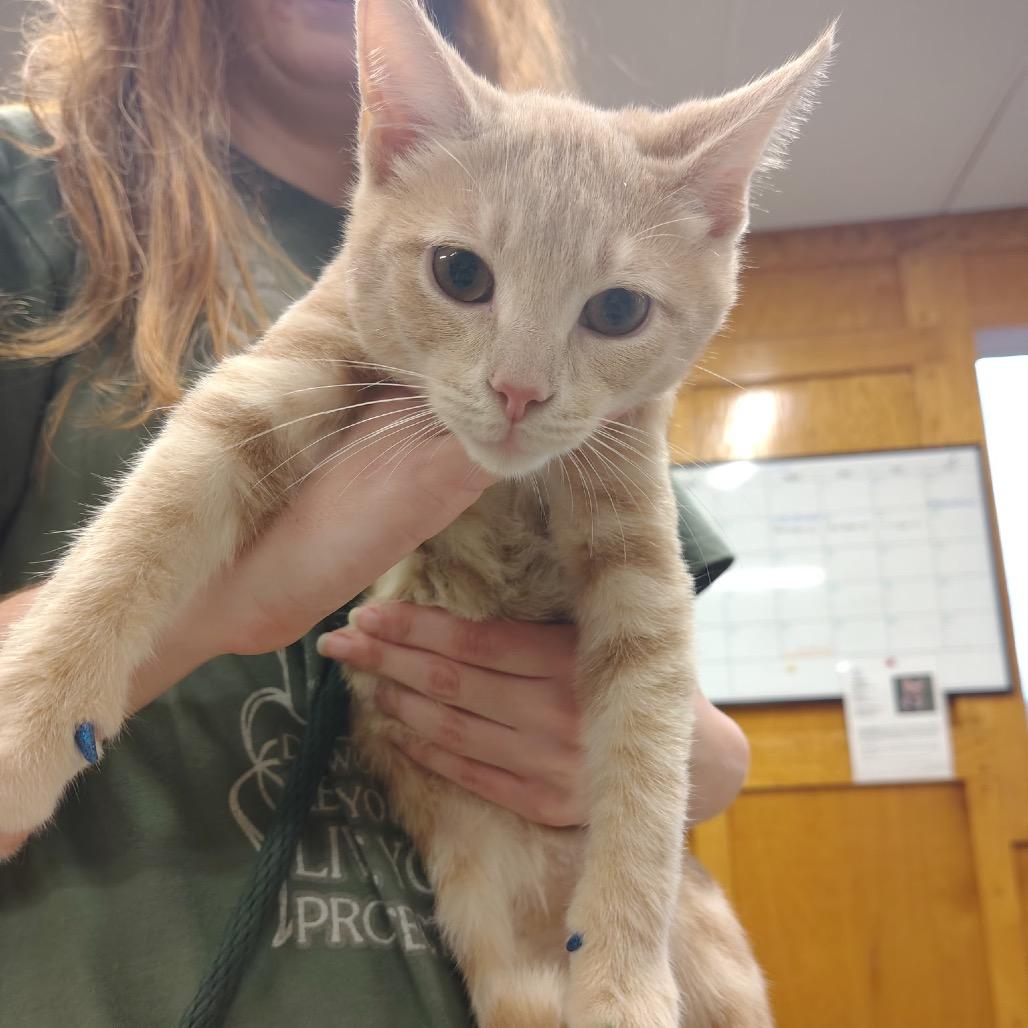 Enlarge Azriel, a Adoptable mixed breed in Ashtabula, OH image 1/1