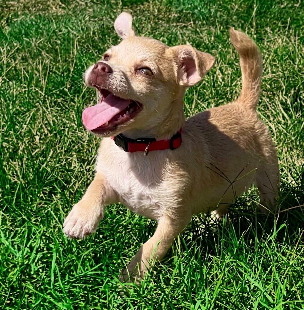Enlarge Punkin, a Adopted mixed breed in Newport Beach, CA image 3/6