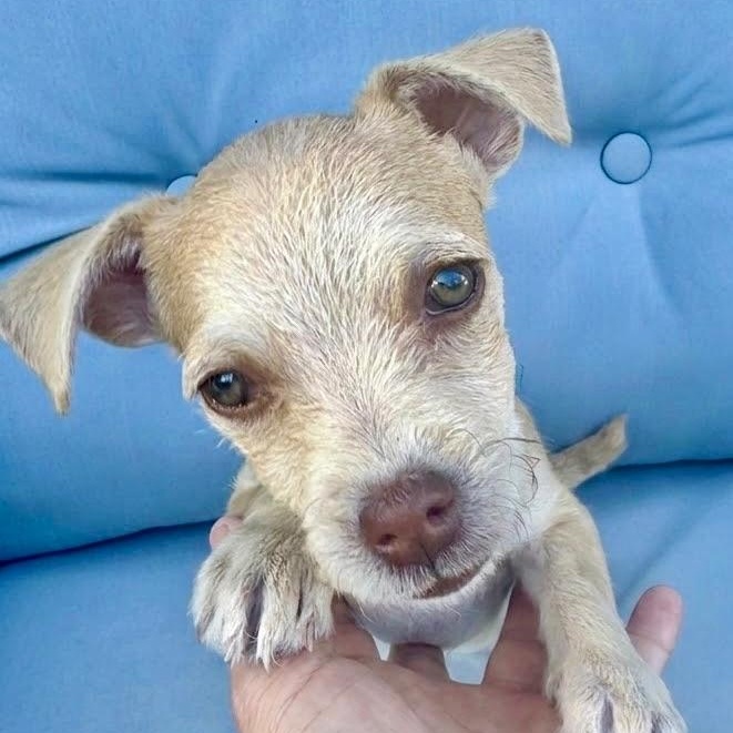Enlarge Punkin, a Adopted mixed breed in Newport Beach, CA image 2/6