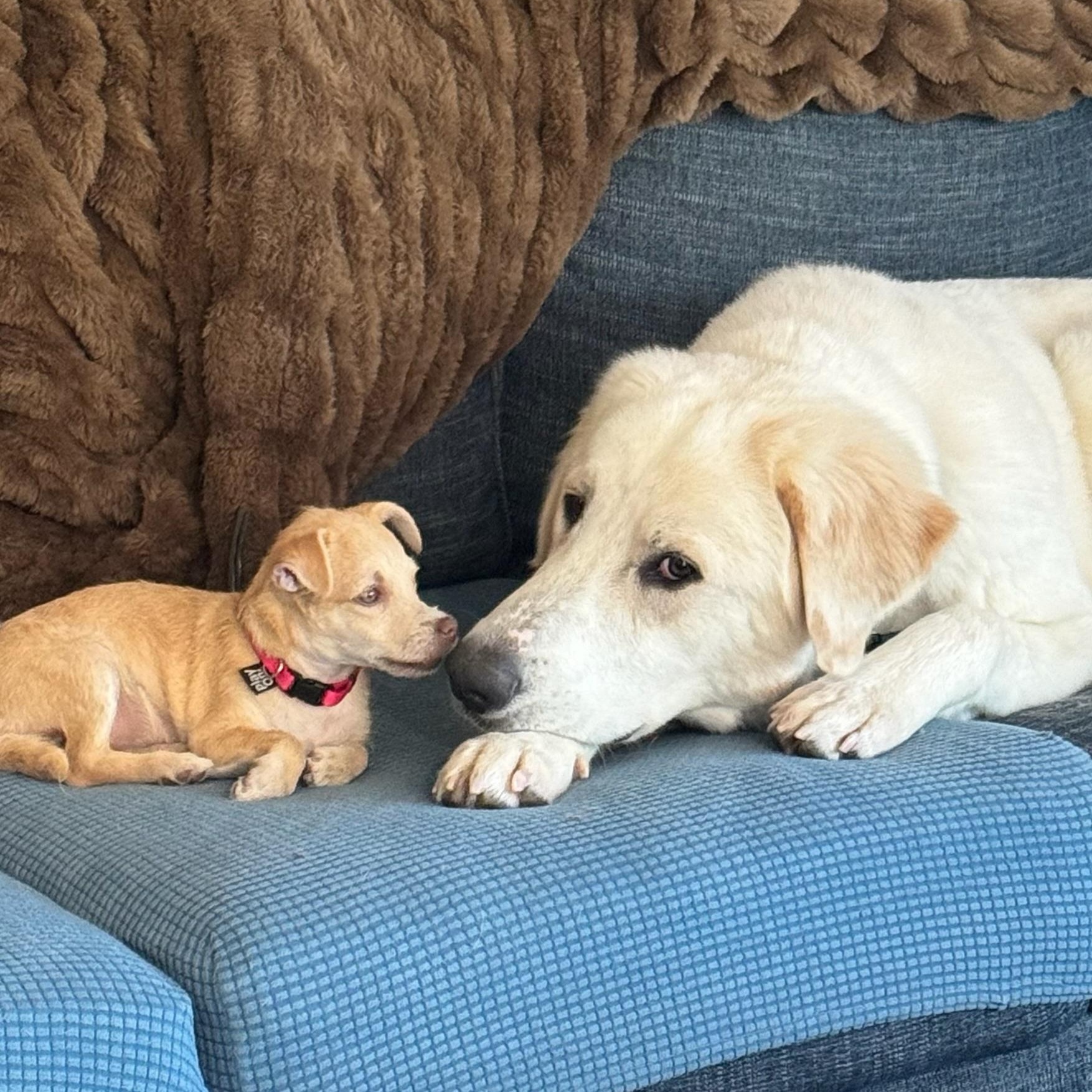 Enlarge Punkin, a Adopted mixed breed in Newport Beach, CA image 6/6