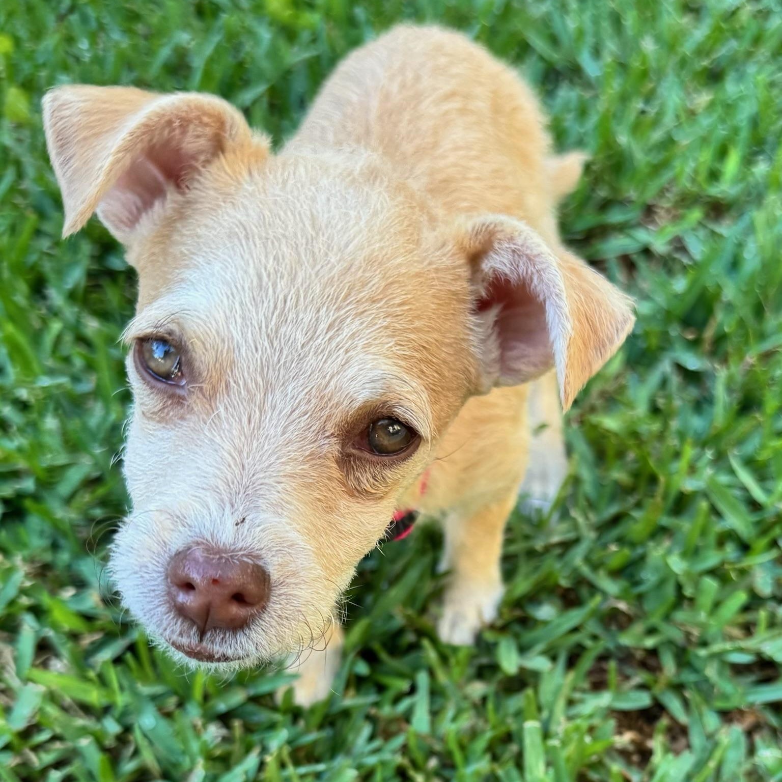 Punkin, Adopted, Puppy Female Chihuahua & Terrier.