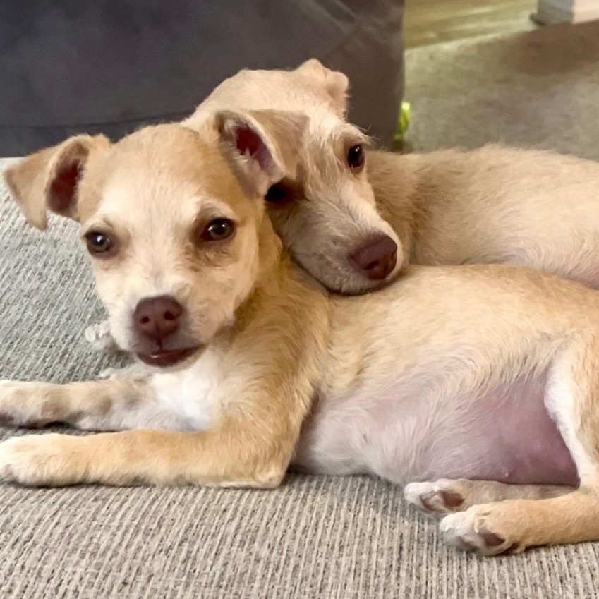 Enlarge Punkin, a Adopted mixed breed in Newport Beach, CA image 4/6