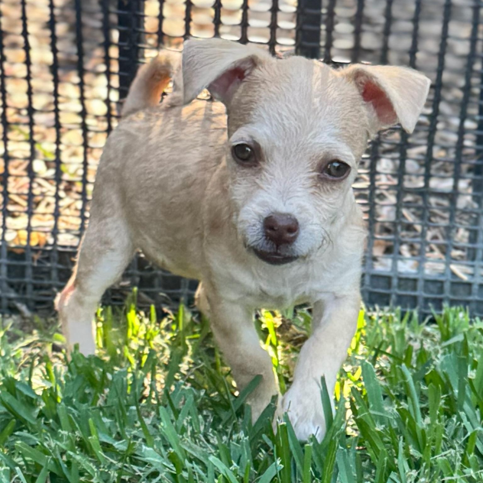 Enlarge Punkin, a Adopted mixed breed in Newport Beach, CA image 5/6