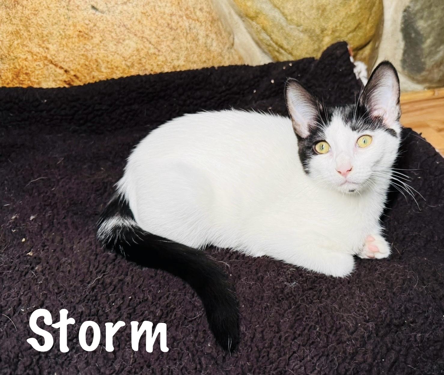 Spot & Storm photo 4