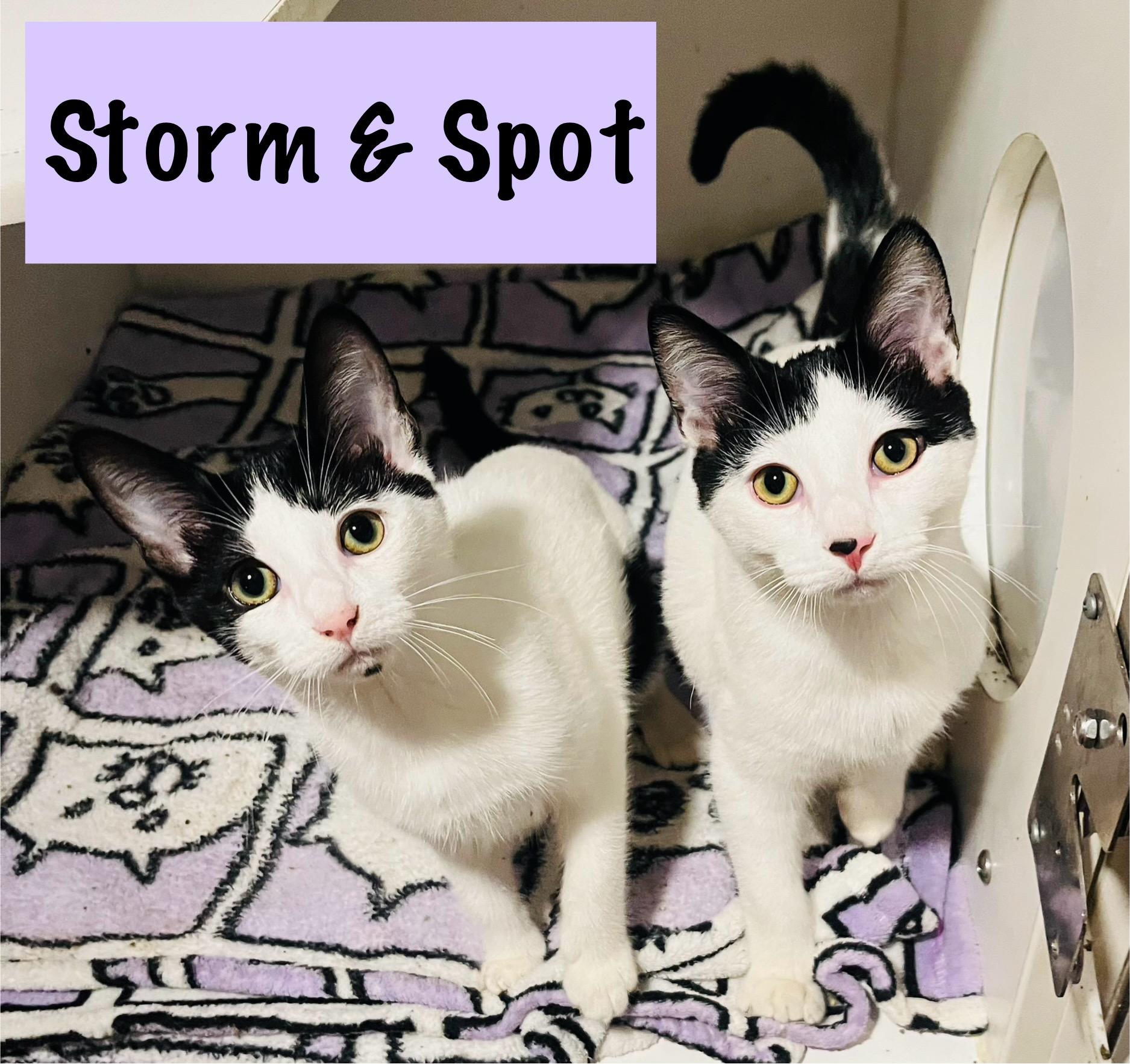 Spot & Storm