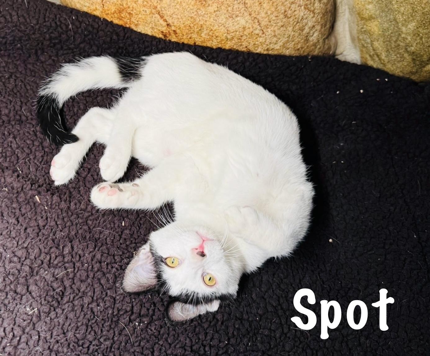 Spot & Storm photo 3