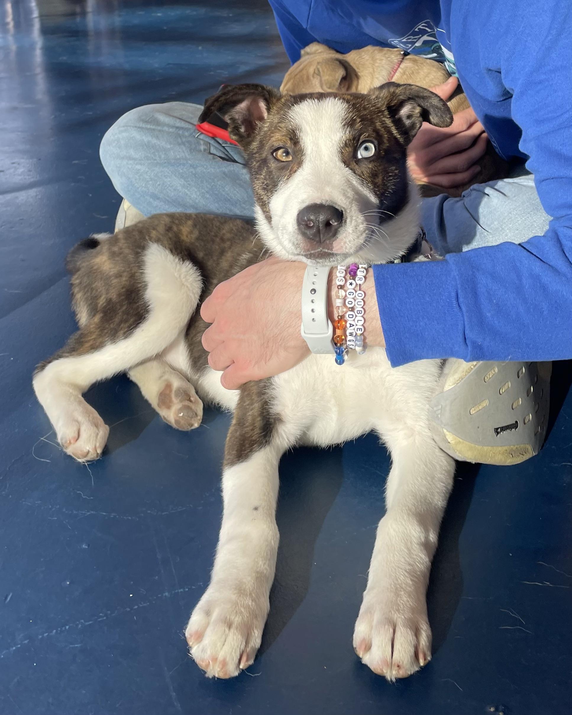 Enlarge Mox, a ADOPTABLE mixed breed in Seattle, WA image 3/6