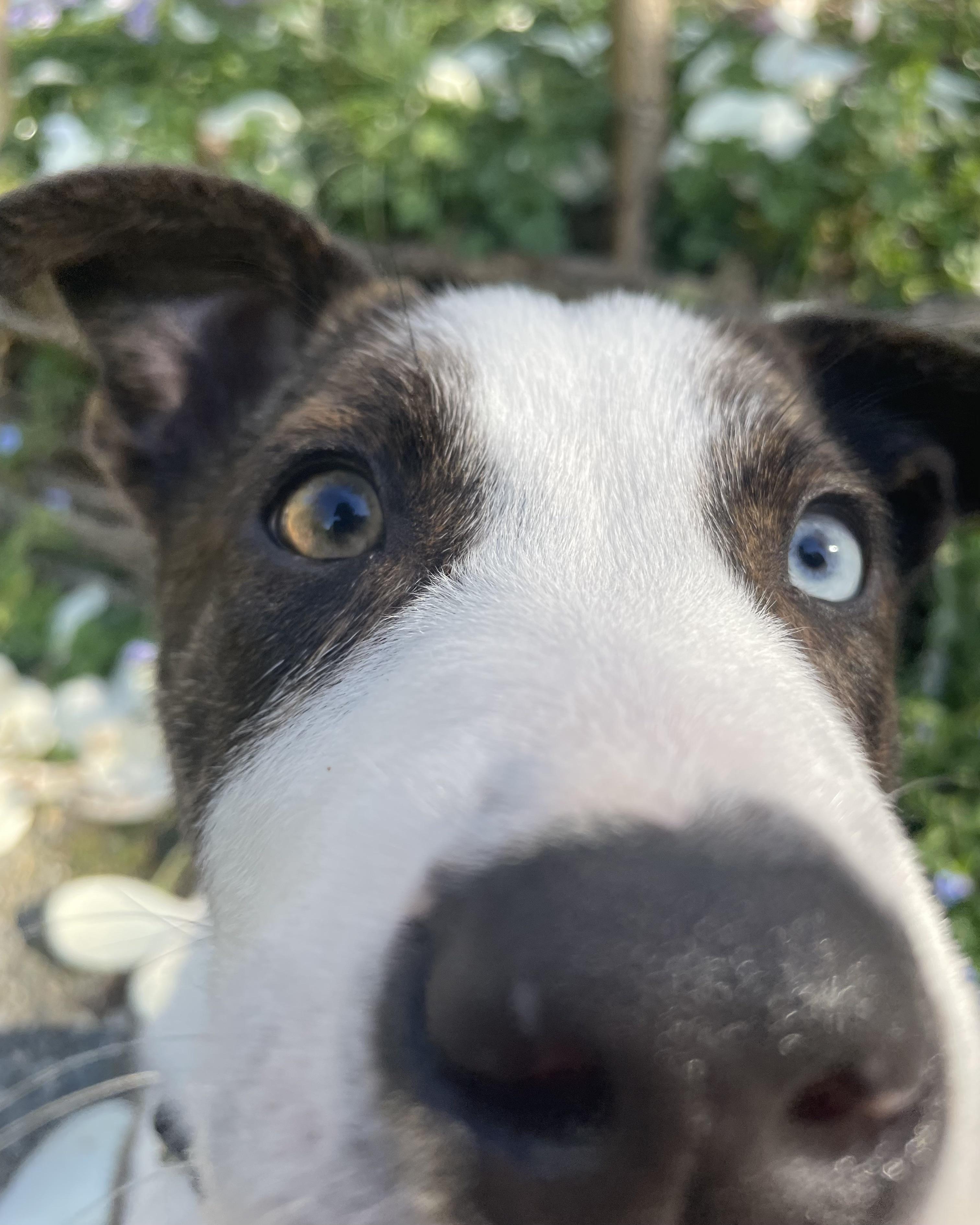 Enlarge Mox, a ADOPTABLE mixed breed in Seattle, WA image 2/6