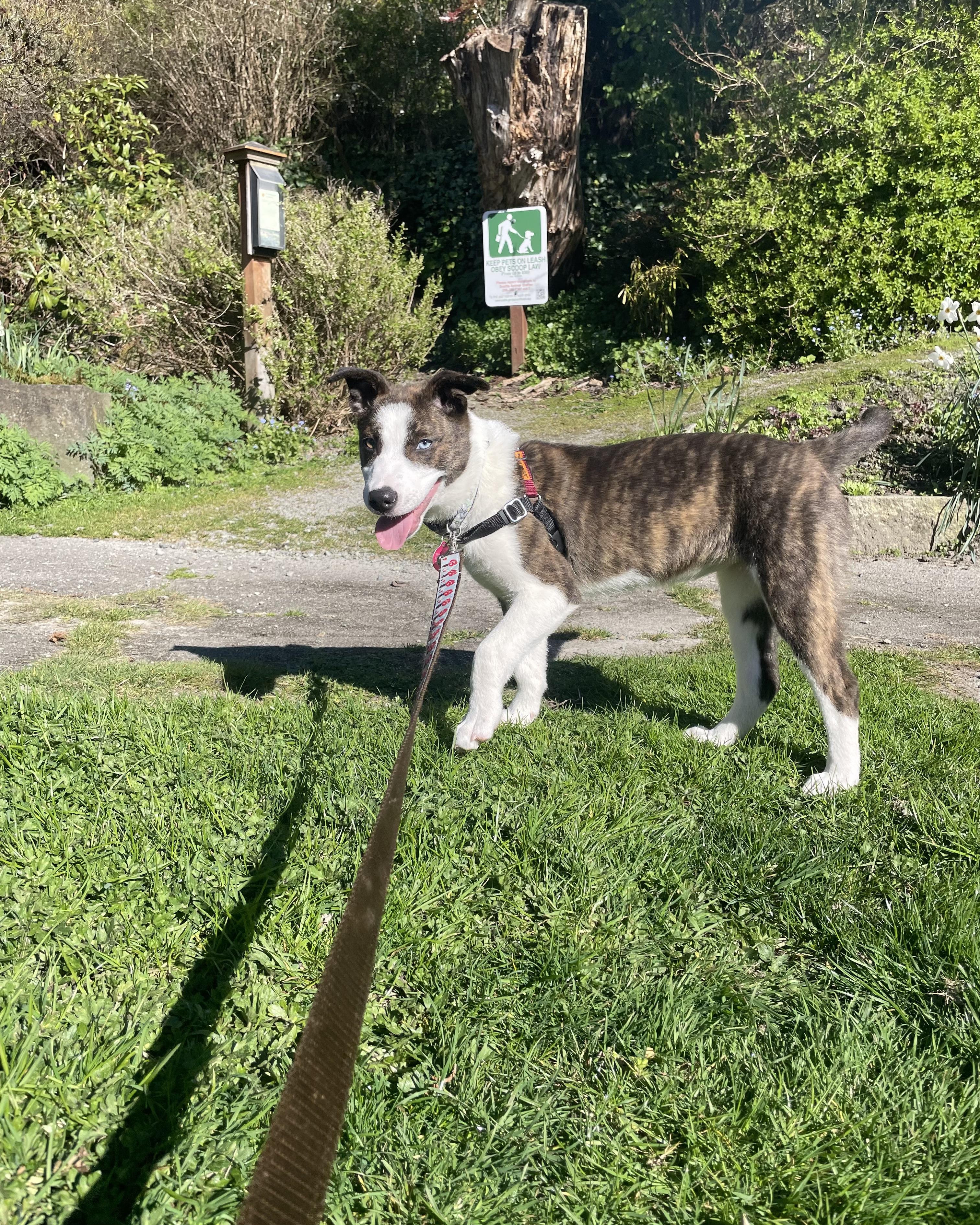 Enlarge Mox, a ADOPTABLE mixed breed in Seattle, WA image 4/6
