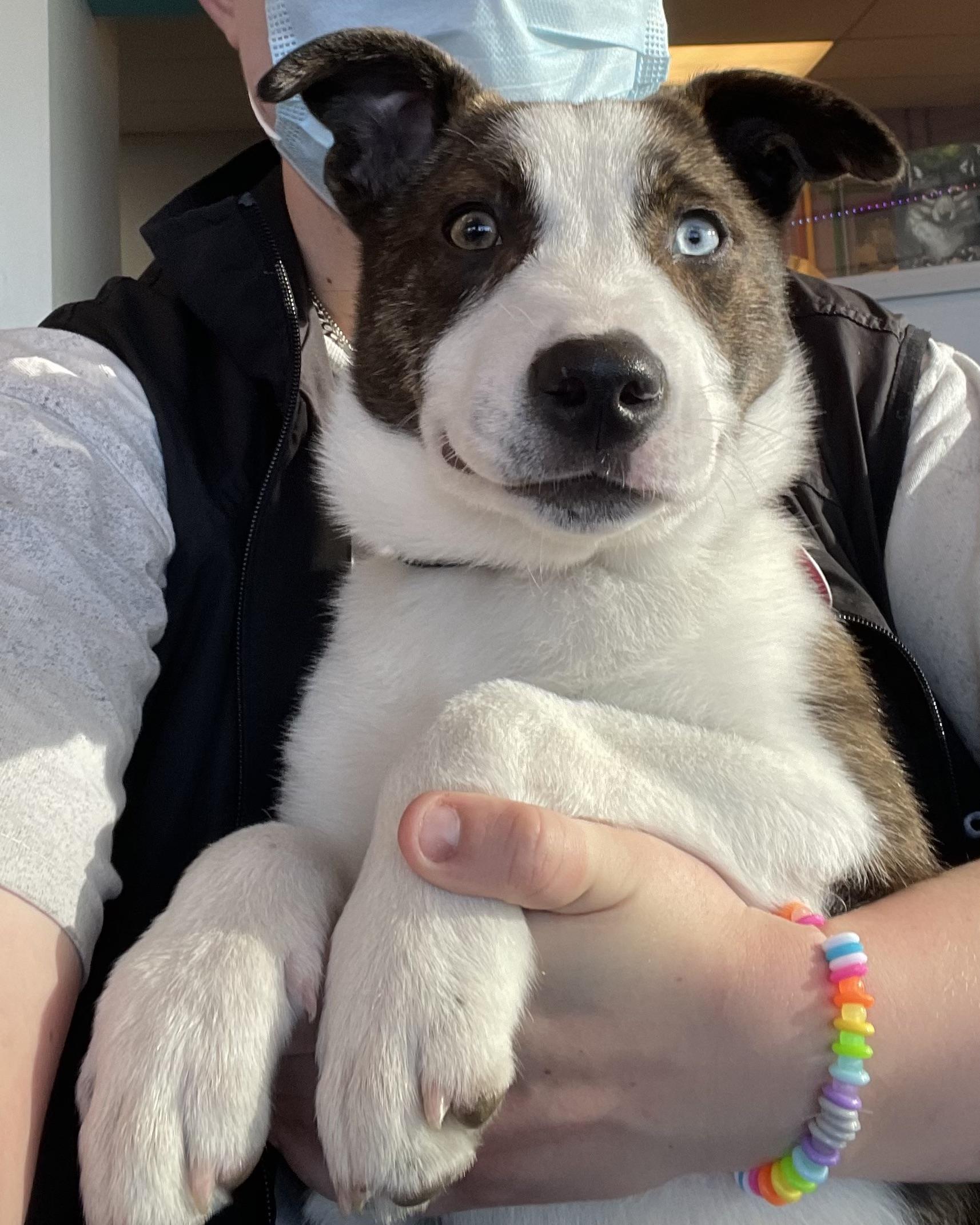 Enlarge Mox, a ADOPTABLE mixed breed in Seattle, WA image 5/6