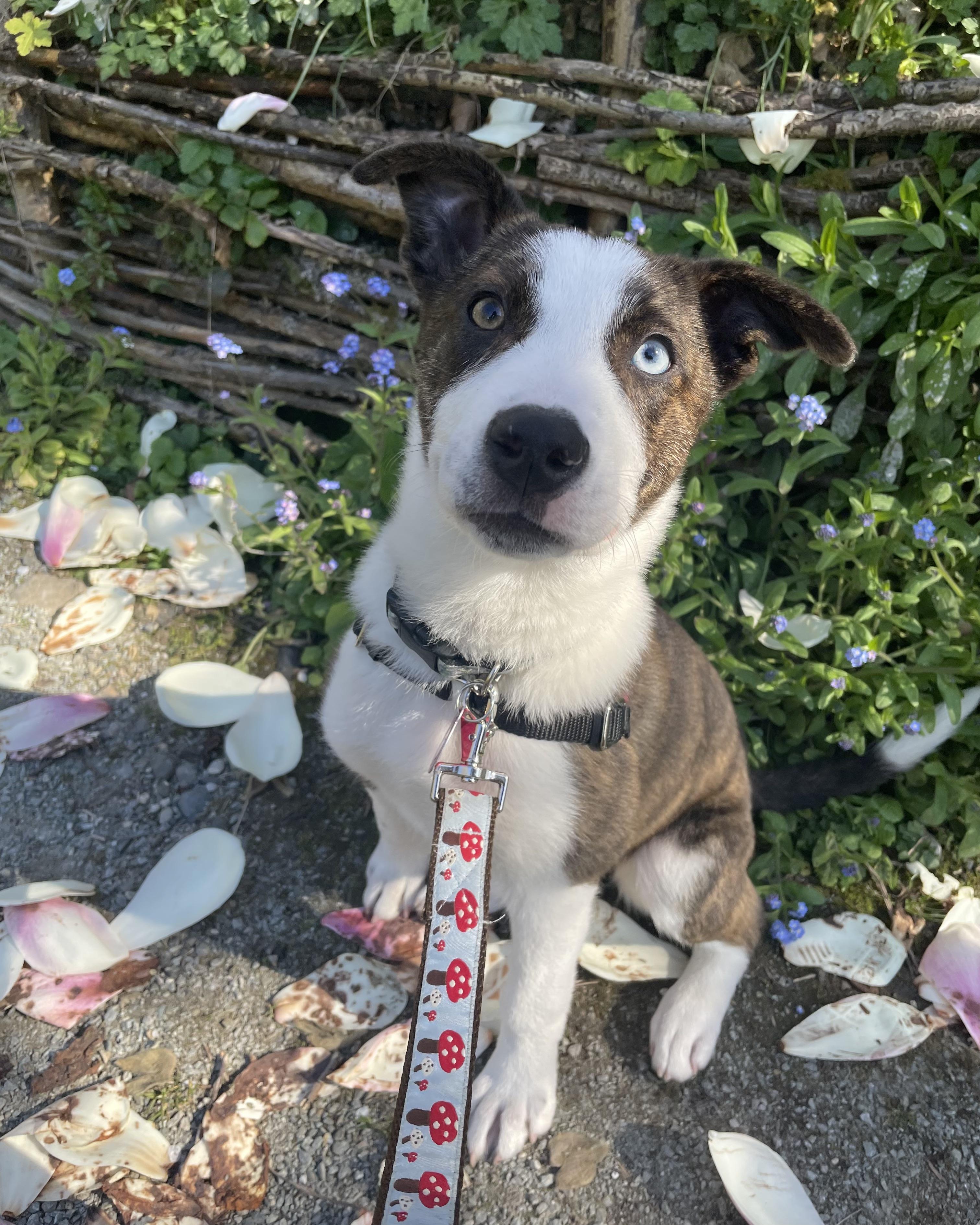 Enlarge Mox, a ADOPTABLE mixed breed in Seattle, WA image 6/6