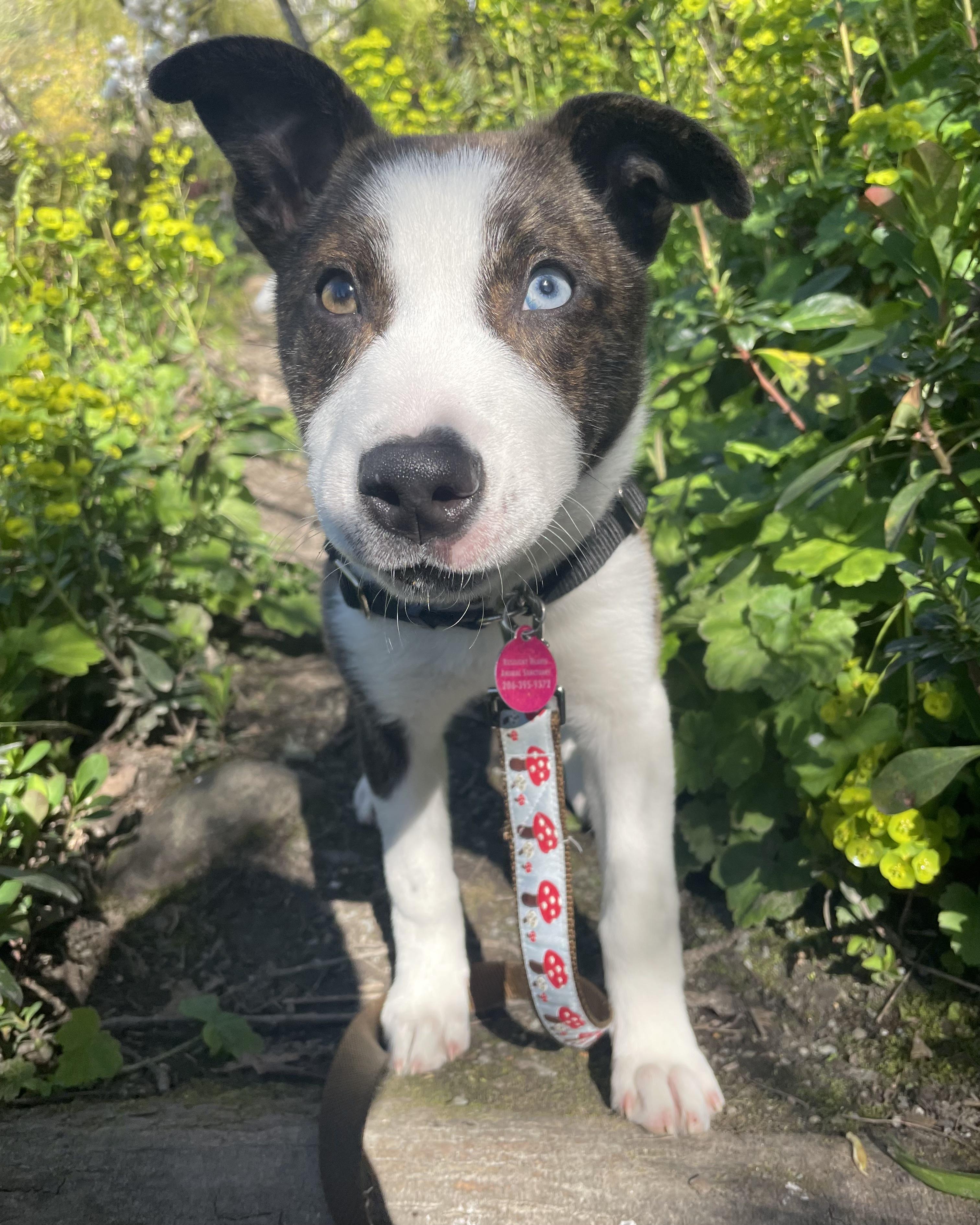 Enlarge Mox, a ADOPTABLE mixed breed in Seattle, WA image 1/6