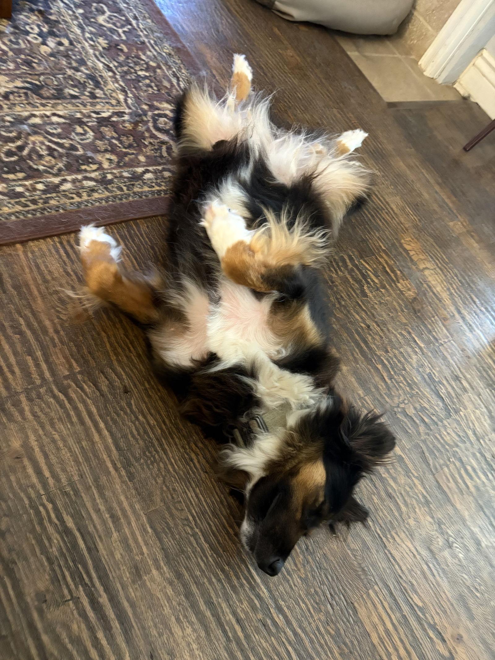 Dakota, a Adopted Australian Shepherd in Dallas, TX image 1/3