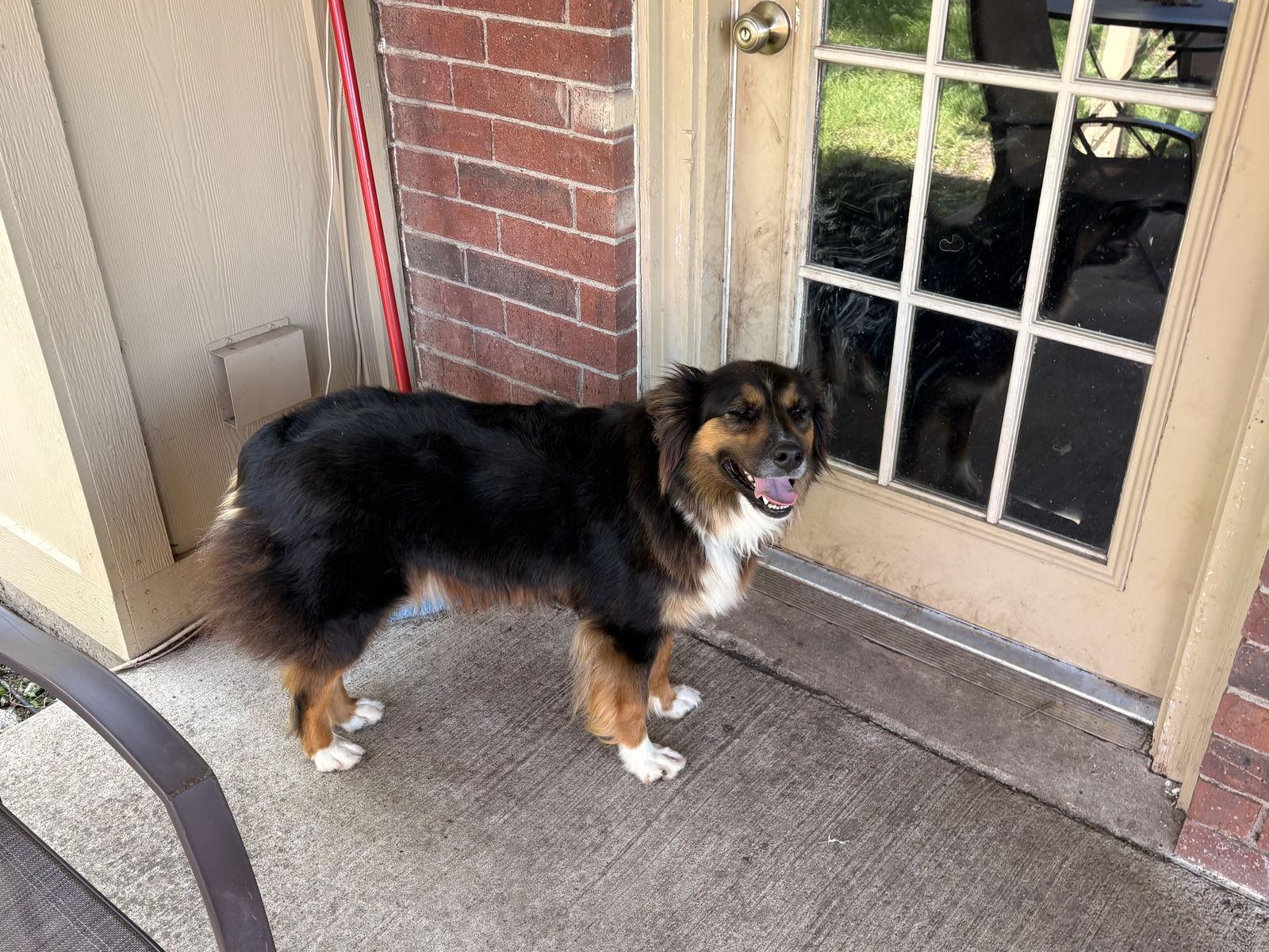 Dakota, a Adopted Australian Shepherd in Dallas, TX image 3/3