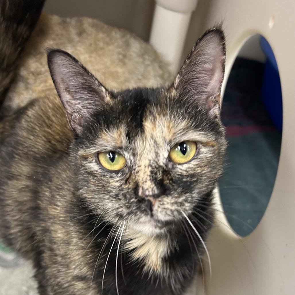 Enlarge Apollo, a Adoptable Domestic Short Hair in Ridgely, MD image 1/6