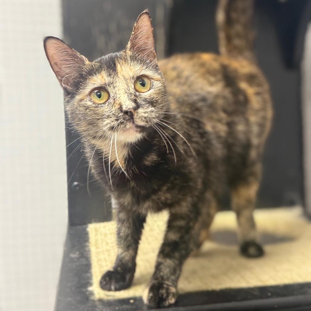 Enlarge Apollo, a Adoptable Domestic Short Hair in Ridgely, MD image 3/6