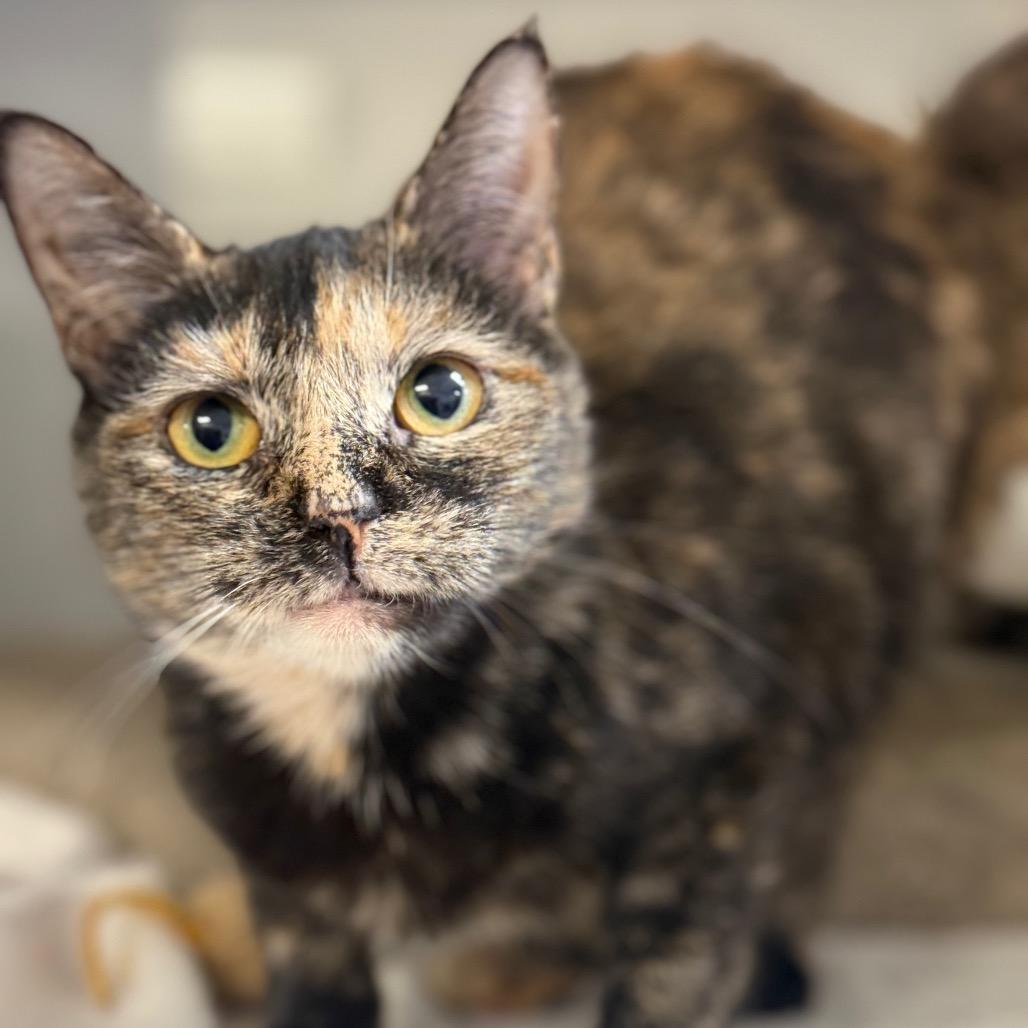 Enlarge Apollo, a Adoptable Domestic Short Hair in Ridgely, MD image 4/6